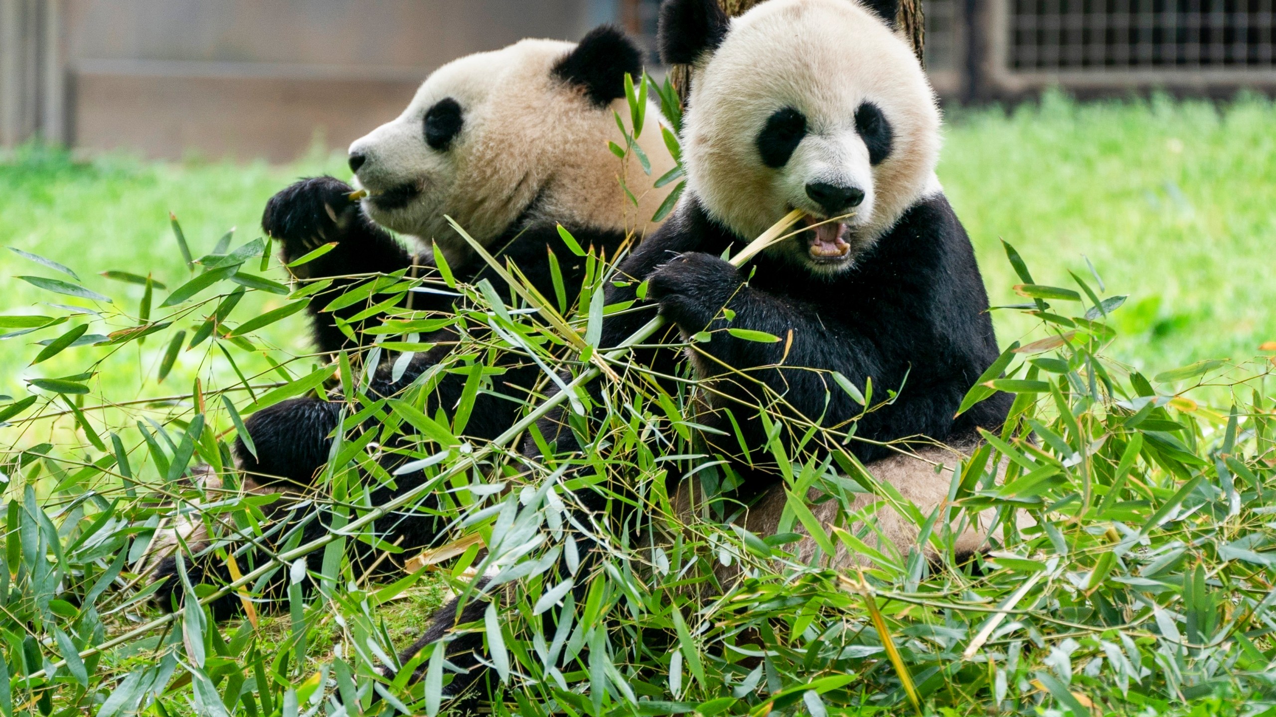 FILE - Giant pandas eat bamboo at the Smithsonian's National Zoo, May 4, 2022, in Washington. (AP Photo/Jacquelyn Martin, File)