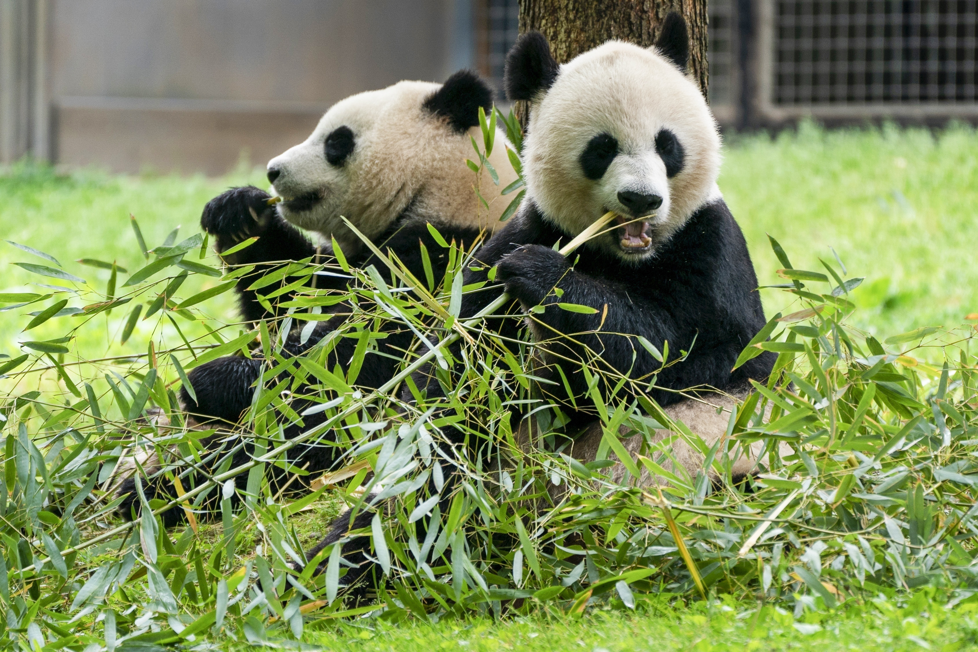 FILE - Giant pandas eat bamboo at the Smithsonian's National Zoo, May 4, 2022, in Washington. (AP Photo/Jacquelyn Martin, File)