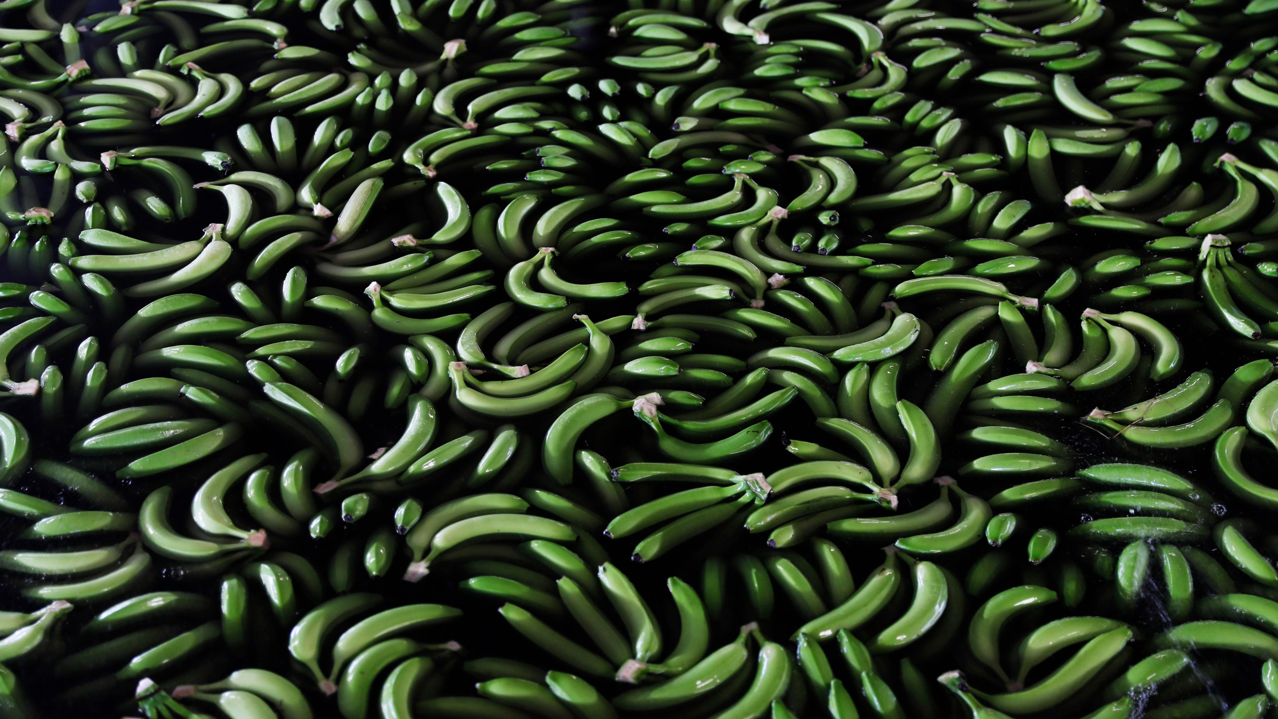 FILE - Freshly picked bananas float in a sorting pool as they are readied for packing and export at a farm in Ciudad Hidalgo, Chiapas state, Mexico on May 31 2019. (AP Photo/Marco Ugarte, File)