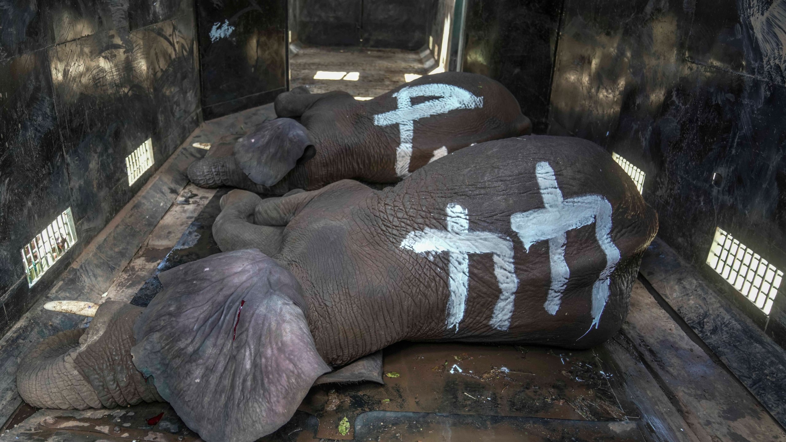 Elephants captured by Kenya Wildlife Service rangers loaded on a truck at Mwea National Park, east of the capital Nairobi, Kenya Monday, Oct. 14, 2024. (AP Photo/Brian Inganga)