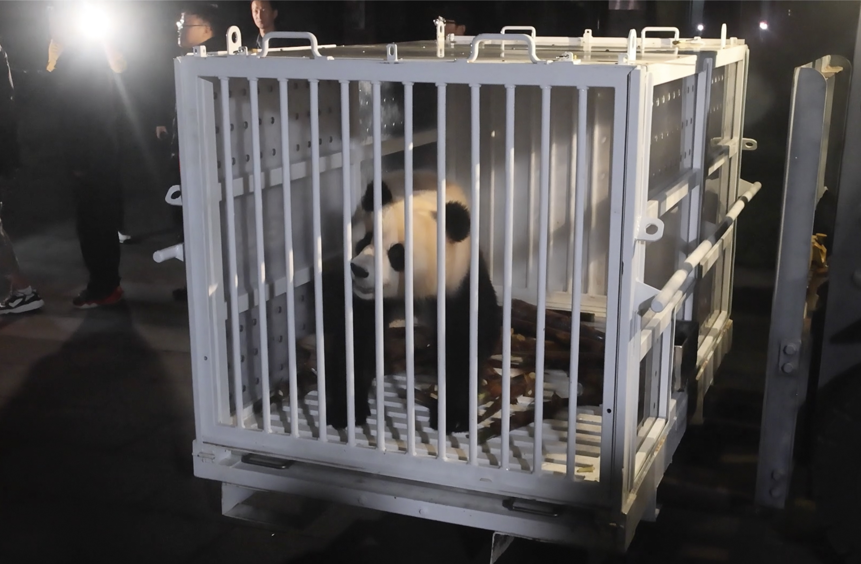 In this image taken from video and released by China's National Forestry and Grassland Administration, female giant panda Qing Bao is prepared for transport from the Dujiangyan Base of the China Conservation and Research Center for the Giant Panda in southwestern China's Sichuan province on Monday, Oct. 14, 2024. (Jin Tao/China's National Forestry and Grassland Administration via AP)