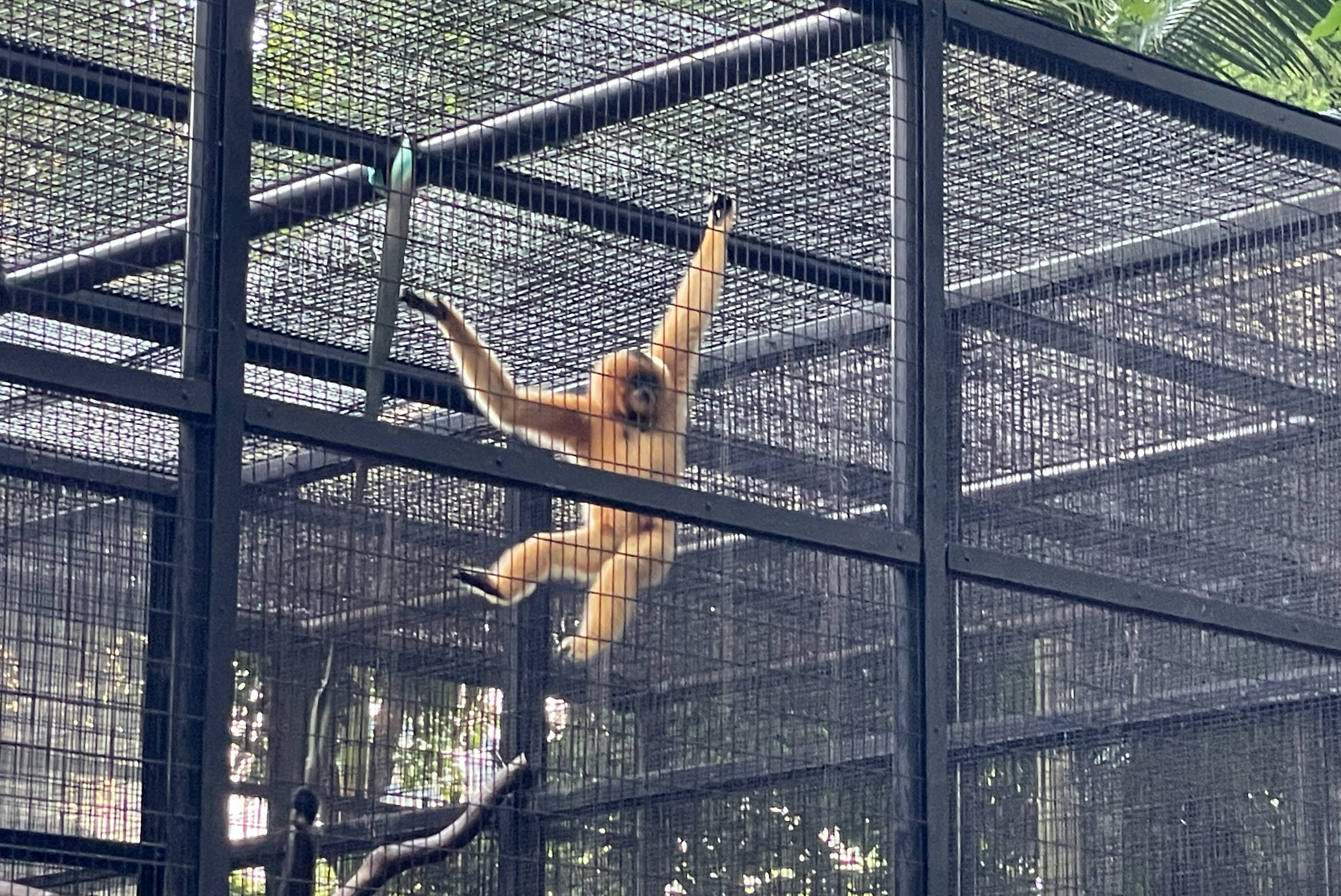 A buff-cheeked gibbon swings in its cage at Hong Kong's Zoological and Botanical Gardens in Hong Kong, Tuesday, Oct. 15, 2024. (AP Photo)