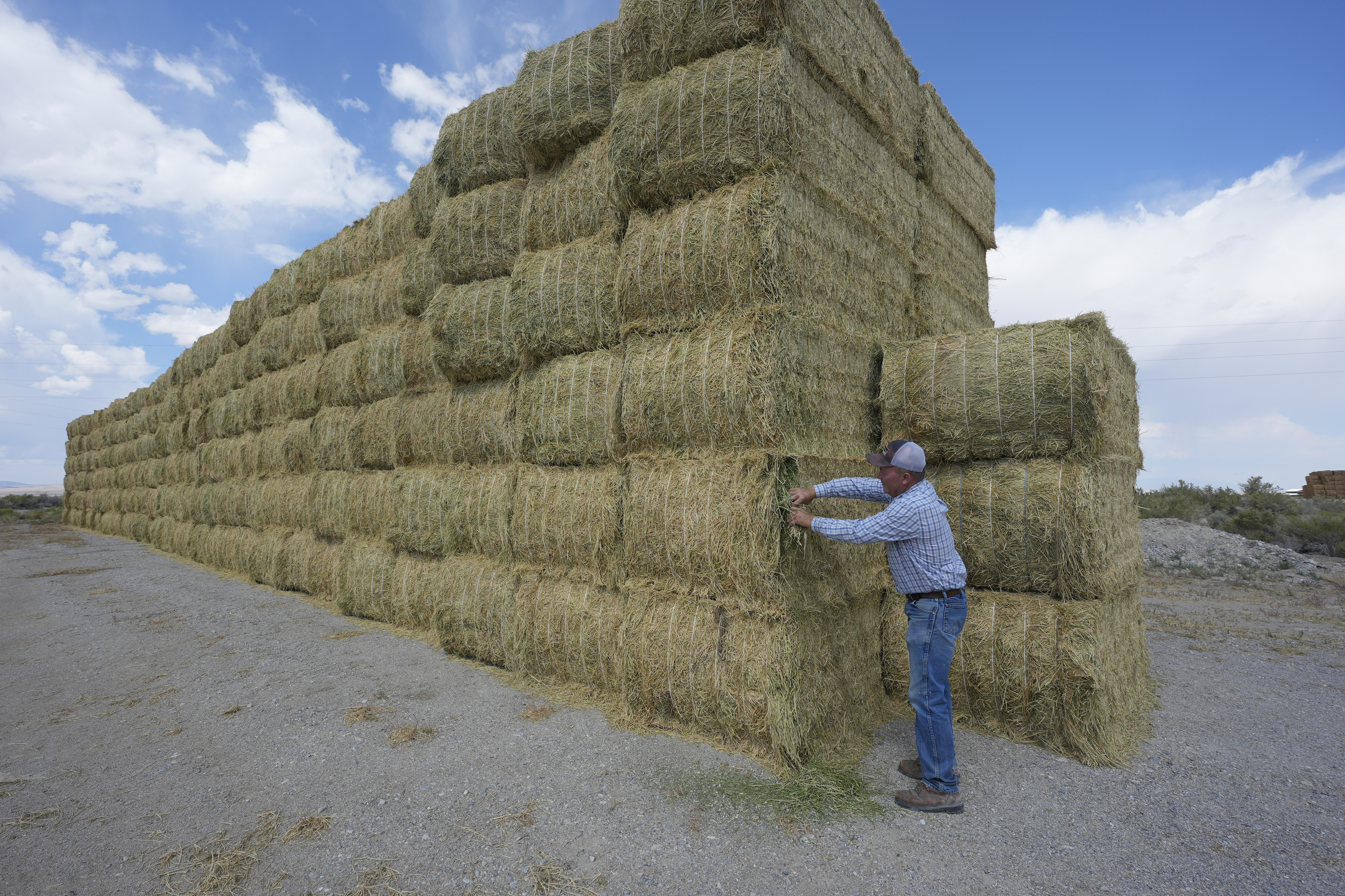 Tom Baker, co-owns the Baker ranch with his two brothers, looks at bales on the Baker Ranch Monday, Sept. 9, 2024, in Baker, Nevada. (AP Photo/Rick Bowmer)