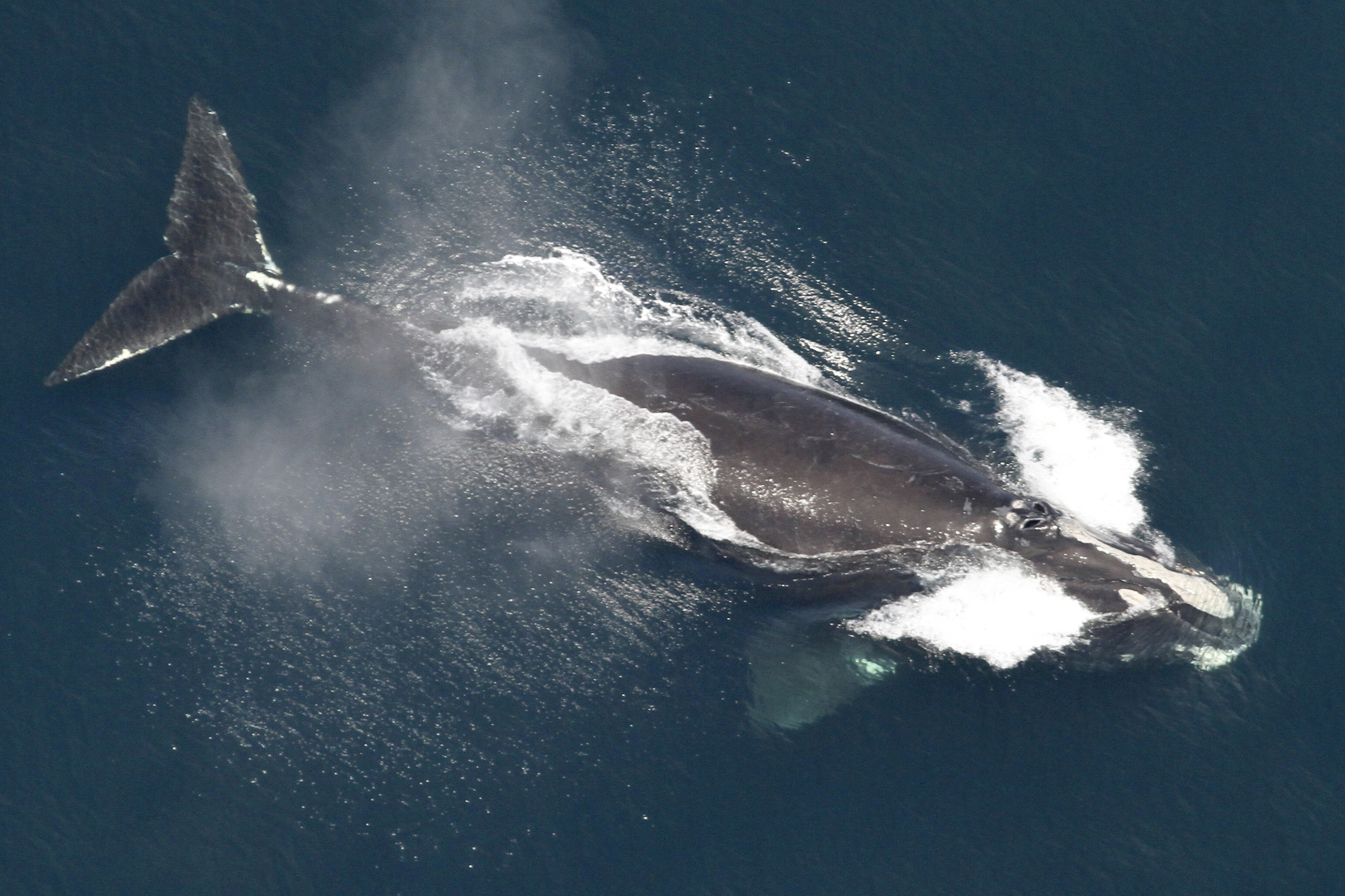 FILE - This image provided by NOAA, shows a North Atlantic right whale in the waters off New England, May 25, 2024. (NOAA via AP, File)