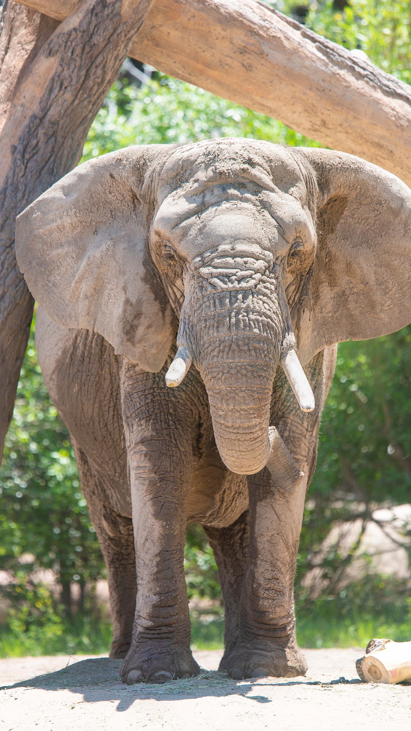 This undated photo provided by the Cheyenne Mountain Zoo shows elephant Kimba at the Zoo in Colorado Springs, Colo. (Cheyenne Mountain Zoo via AP)