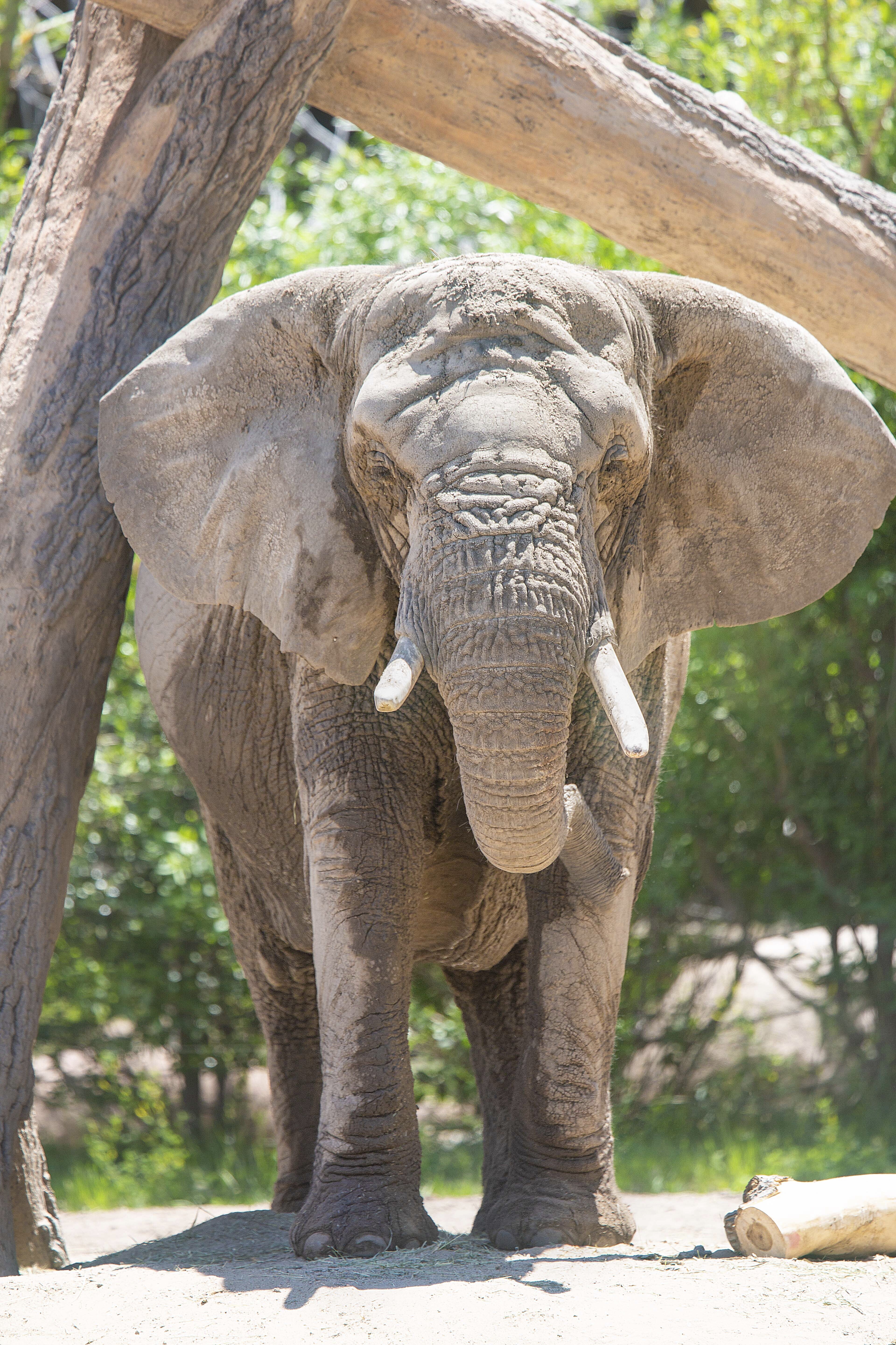 This undated photo provided by the Cheyenne Mountain Zoo shows elephant Kimba at the Zoo in Colorado Springs, Colo. (Cheyenne Mountain Zoo via AP)