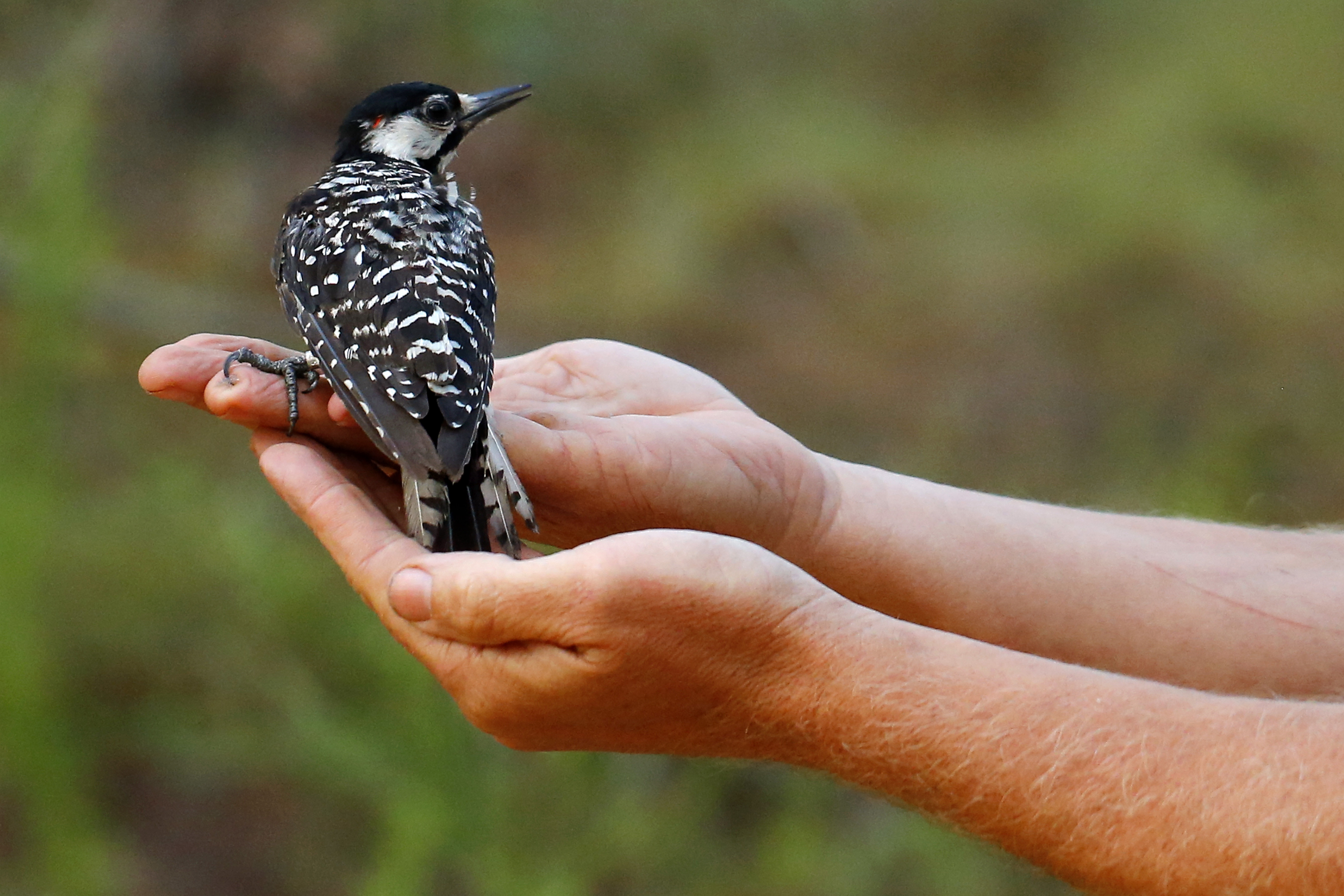 FILE - In this July 30, 2019, file photo, a red-cockaded woodpecker looks to a biologist as it is released back into in a long leaf pine forest at Fort Bragg in North Carolina. (AP Photo/Robert F. Bukaty, File)