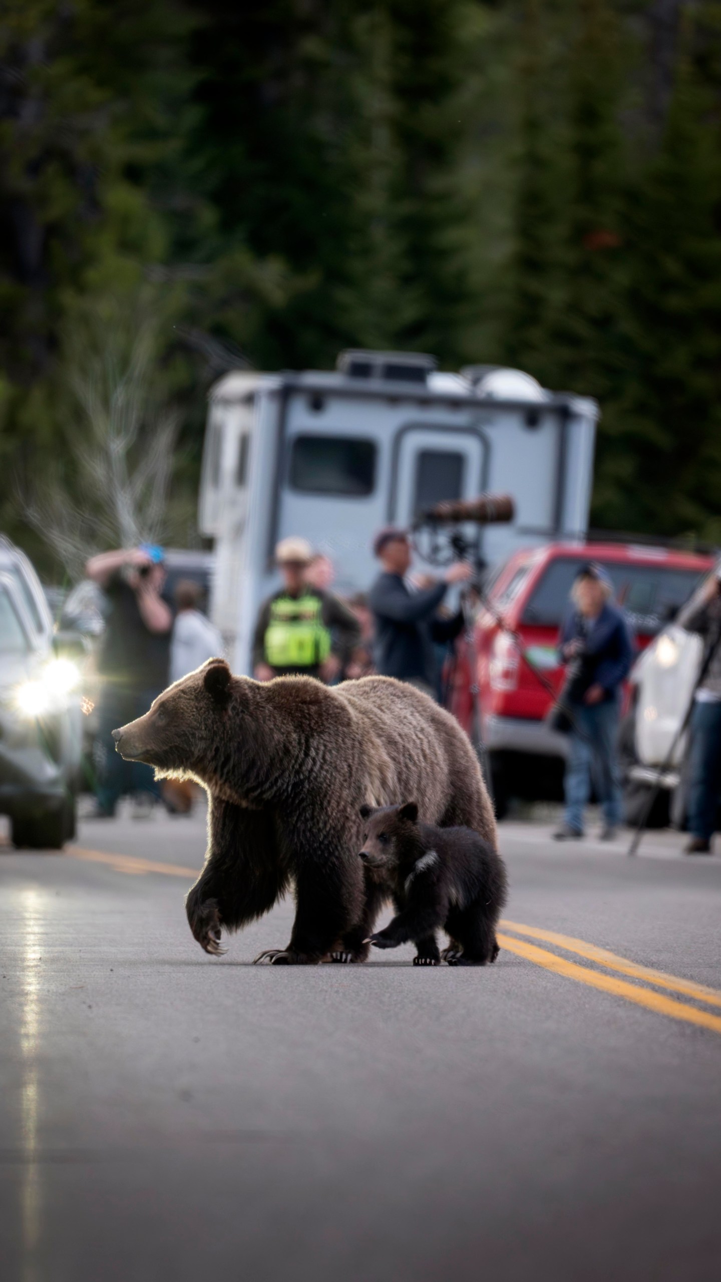 In this undated photo provided by Grand Teton National Park a grizzly bear known as No. 399 walks along side a cub. (C. Adams/Grand Teton National Park via AP)