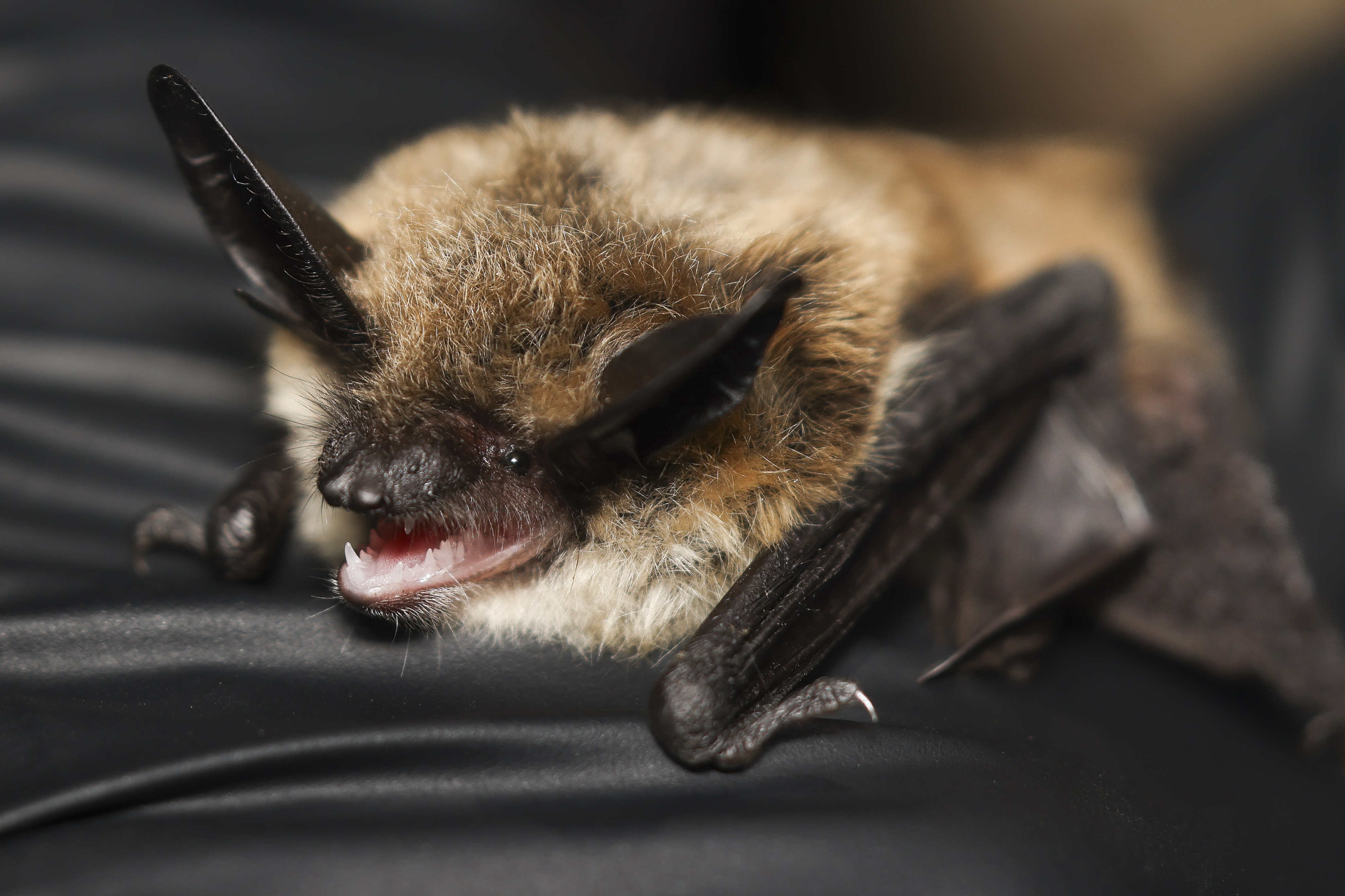 This undated image provided by the Bureau of Land Management shows the bat Honey Bunches of Myotis. (Emma Busk/Bureau of Land Management via AP)