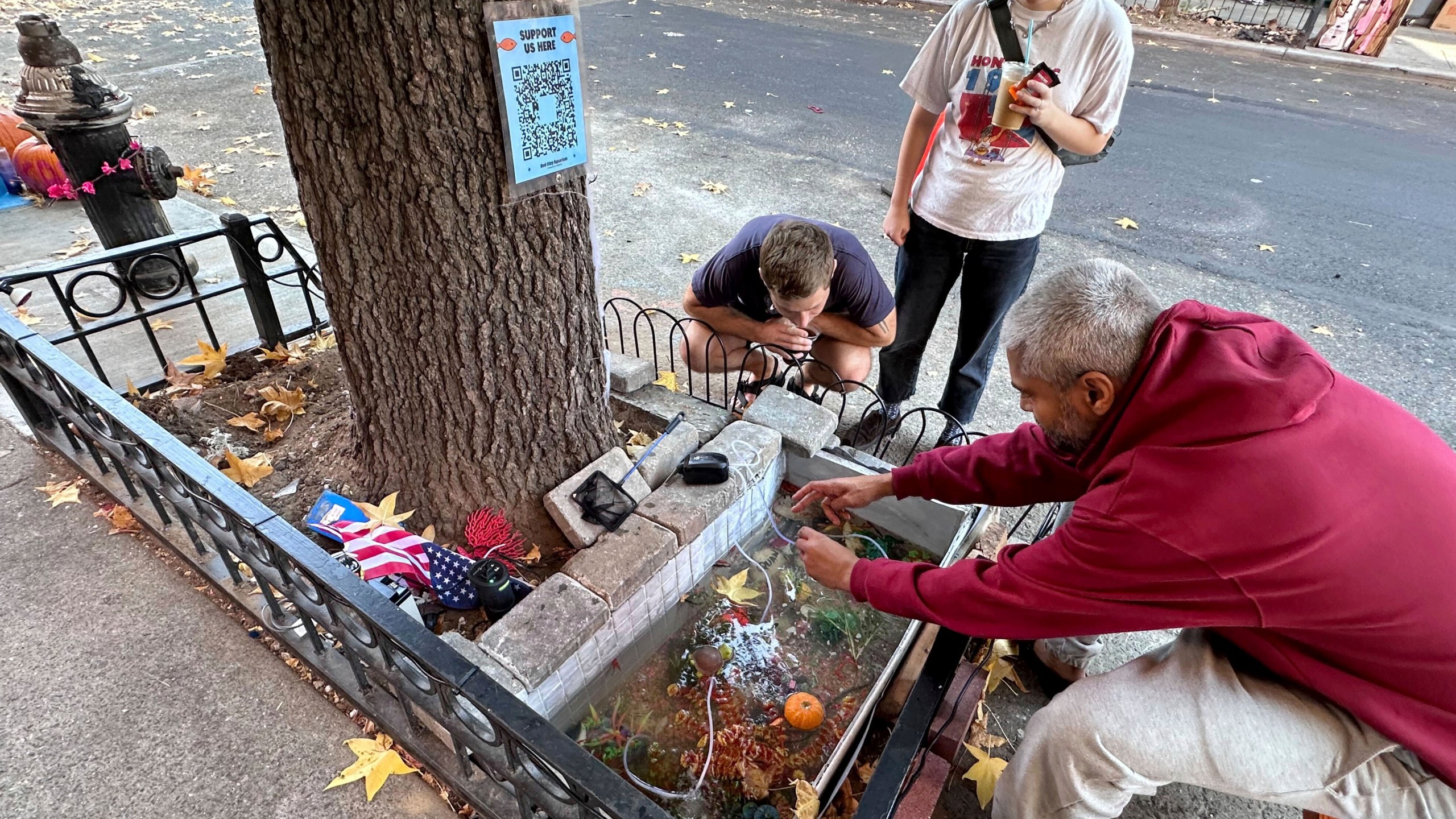 One of the caretakers of the replacement makeshift goldfish aquarium in a tree bed, Devang Arvind Shah, right, tends to it's inhabitants, adjacent to the one filled-in with concrete by the city, upper left, in the Brooklyn borough of New York, Friday, Nov. 1, 2024. (AP Photo/Philip Marcelo)