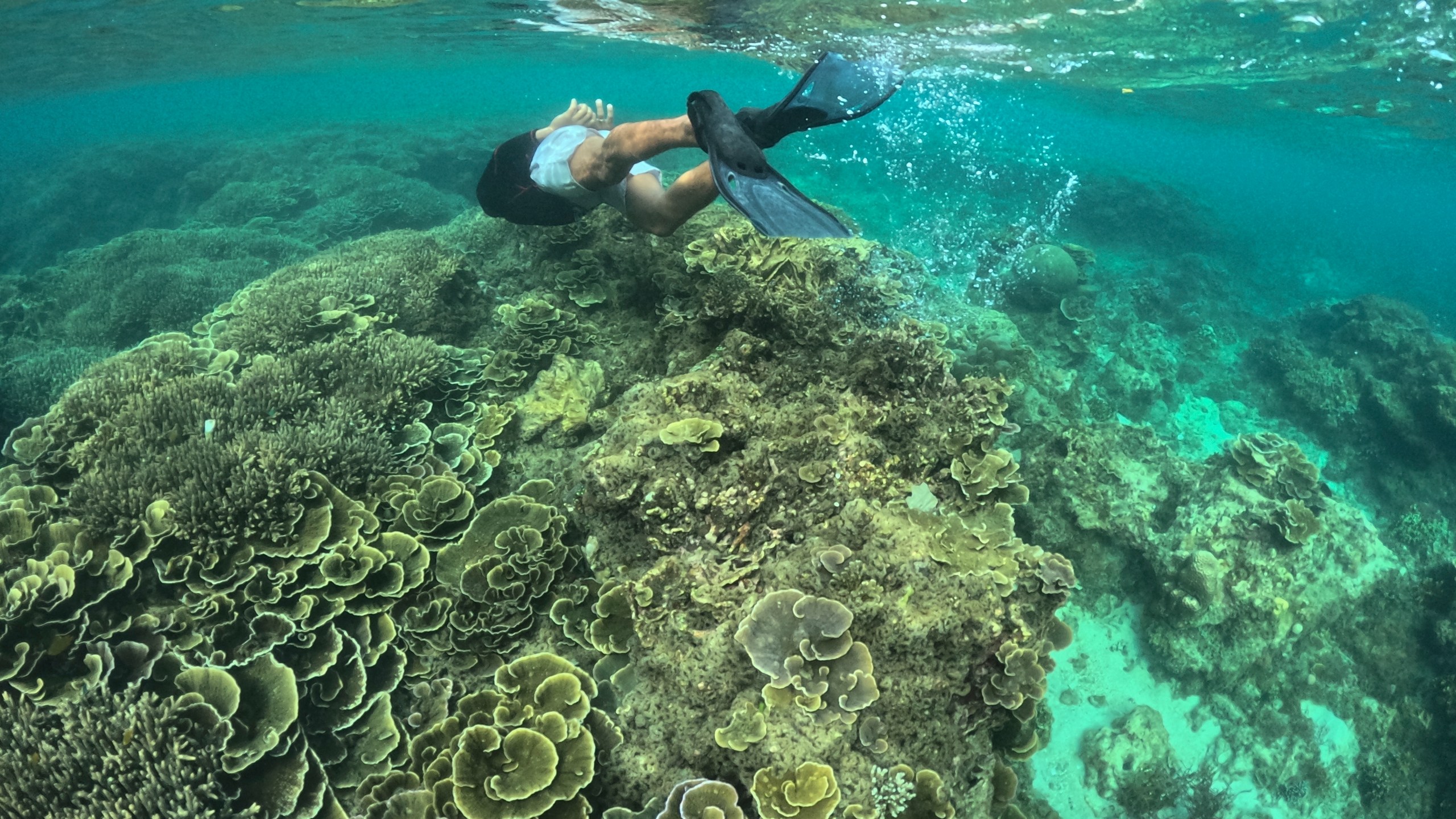 FILE - A man swims along coral reefs off Verde Island, Batangas province, Philippines on Jan. 24, 2024. (AP Photo/Aaron Favila, File)