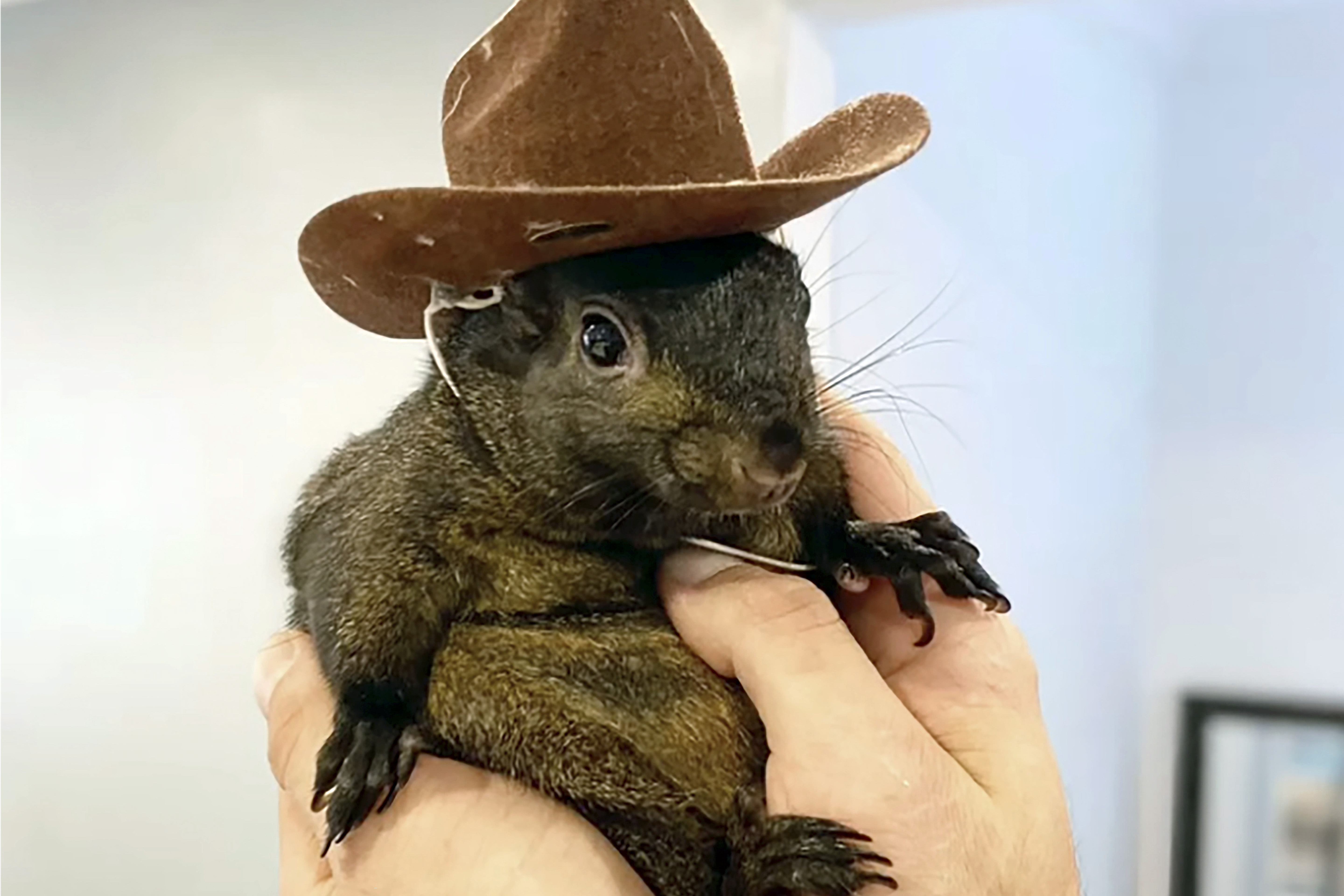 FILE — This undated image provided by Mark Longo shows his pet squirrel Peanut that was seized by officers from the state Department of Environmental Conservation, at Longo's home in rural Pine City, N.Y., Oct. 30, 2024. (Courtesy Mark Longo via AP, File)