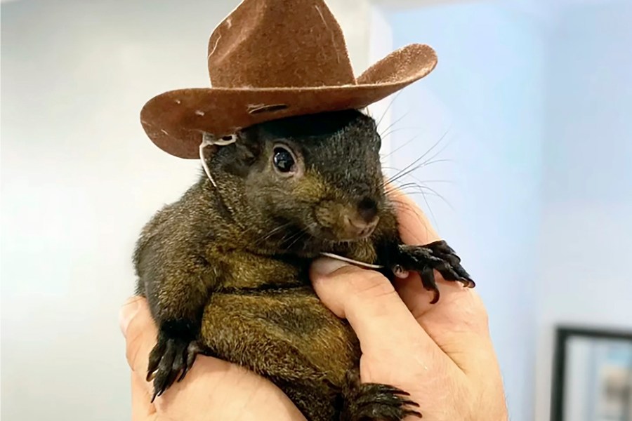 FILE — This undated image provided by Mark Longo shows his pet squirrel Peanut that was seized by officers from the state Department of Environmental Conservation, at Longo's home in rural Pine City, N.Y., Oct. 30, 2024. (Courtesy Mark Longo via AP, File)