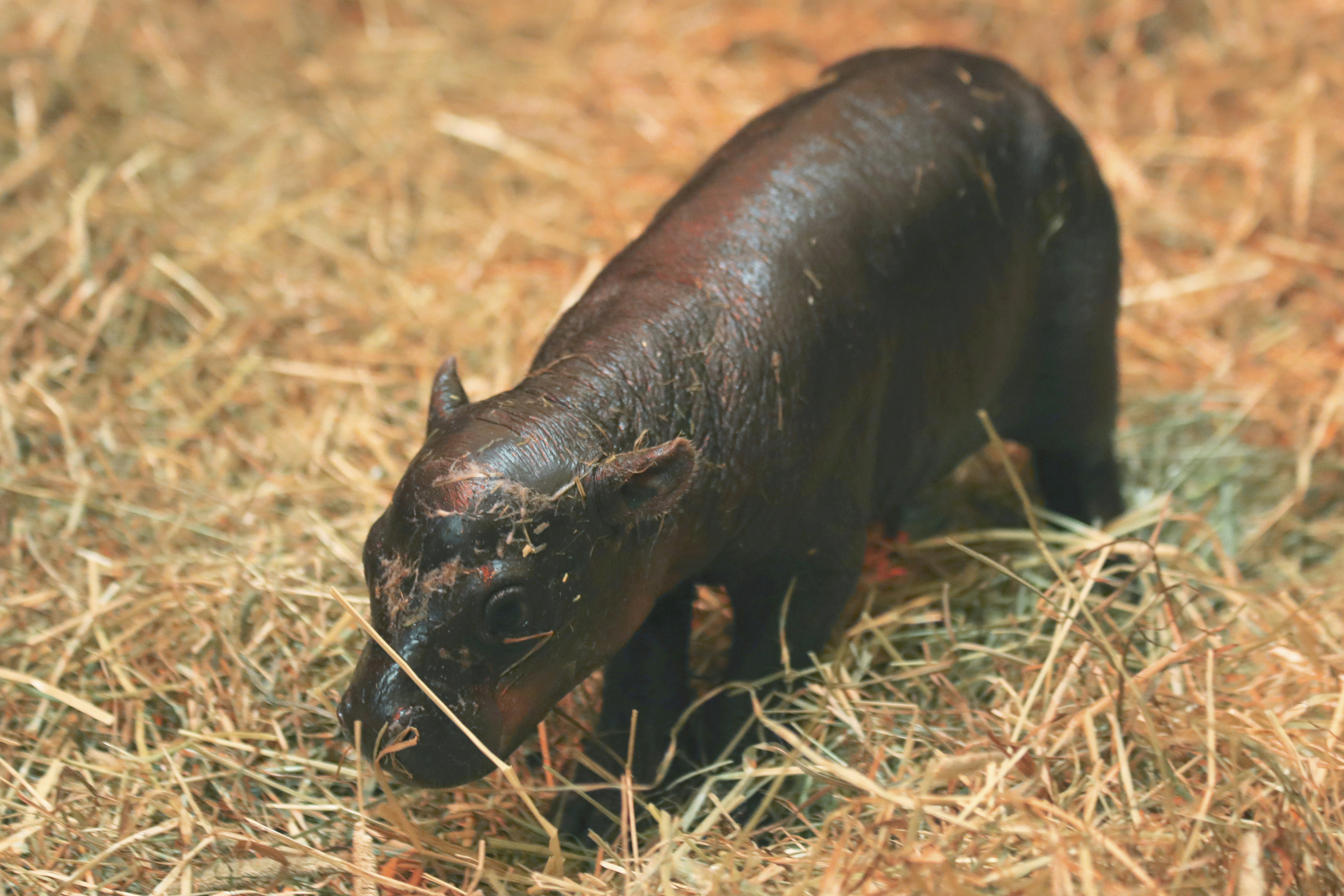 This photo taken on Oct. 31, 2024 and made available by RZSS shows newborn pygmy hippo named Haggis, born at Edinburgh Zoo, Edinburgh, Scotland. (Laura Moore/Royal Zoological Society of Scotland via AP)