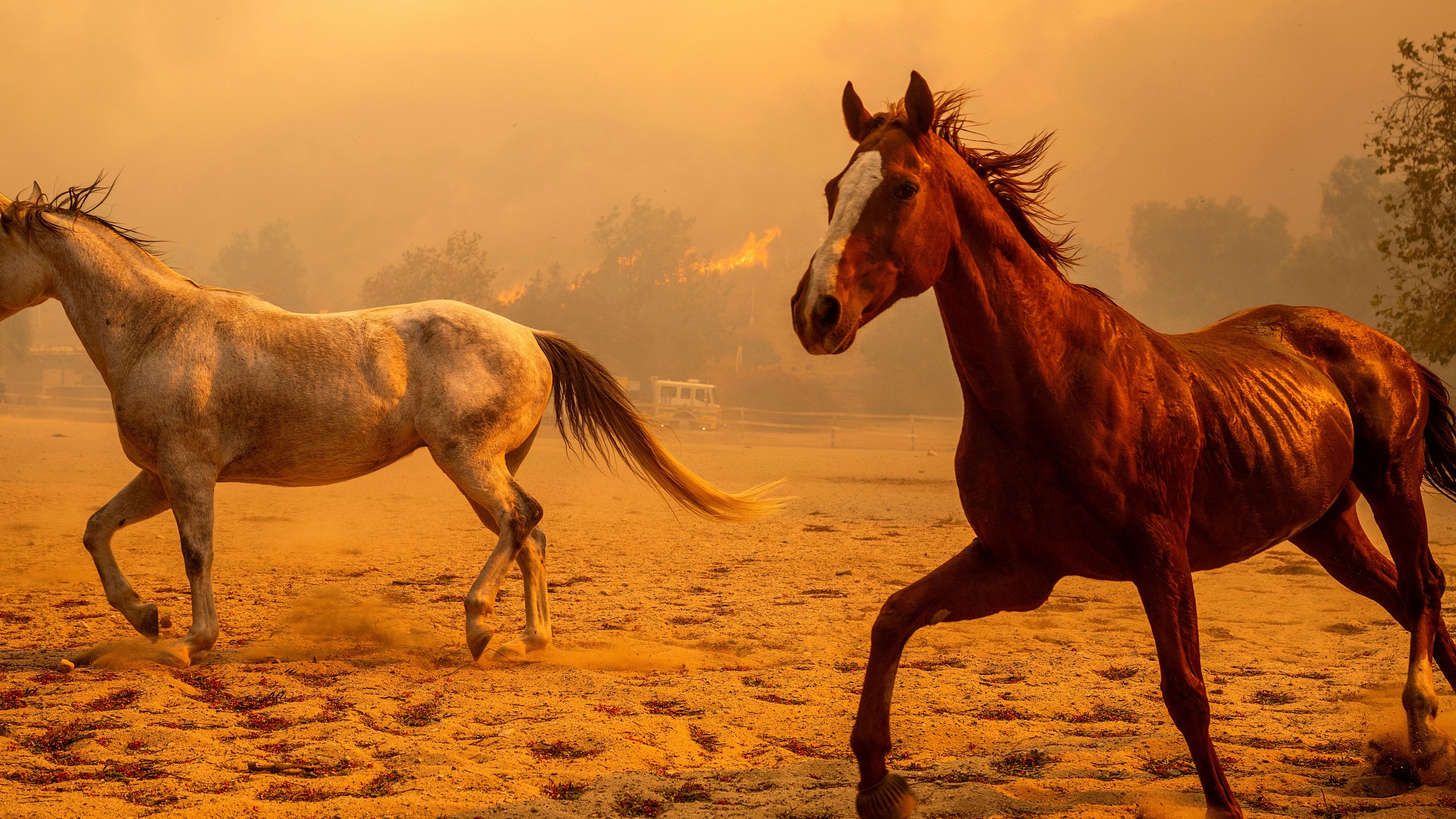 Horses gallop in an enclosure at Swanhill Farms as the Mountain Fire burns in Moorpark, Calif., on Thursday, Nov. 7, 2024. (AP Photo/Noah Berger)