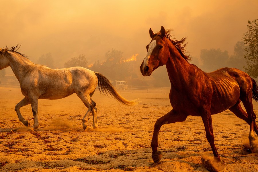 Horses gallop in an enclosure at Swanhill Farms as the Mountain Fire burns in Moorpark, Calif., on Thursday, Nov. 7, 2024. (AP Photo/Noah Berger)