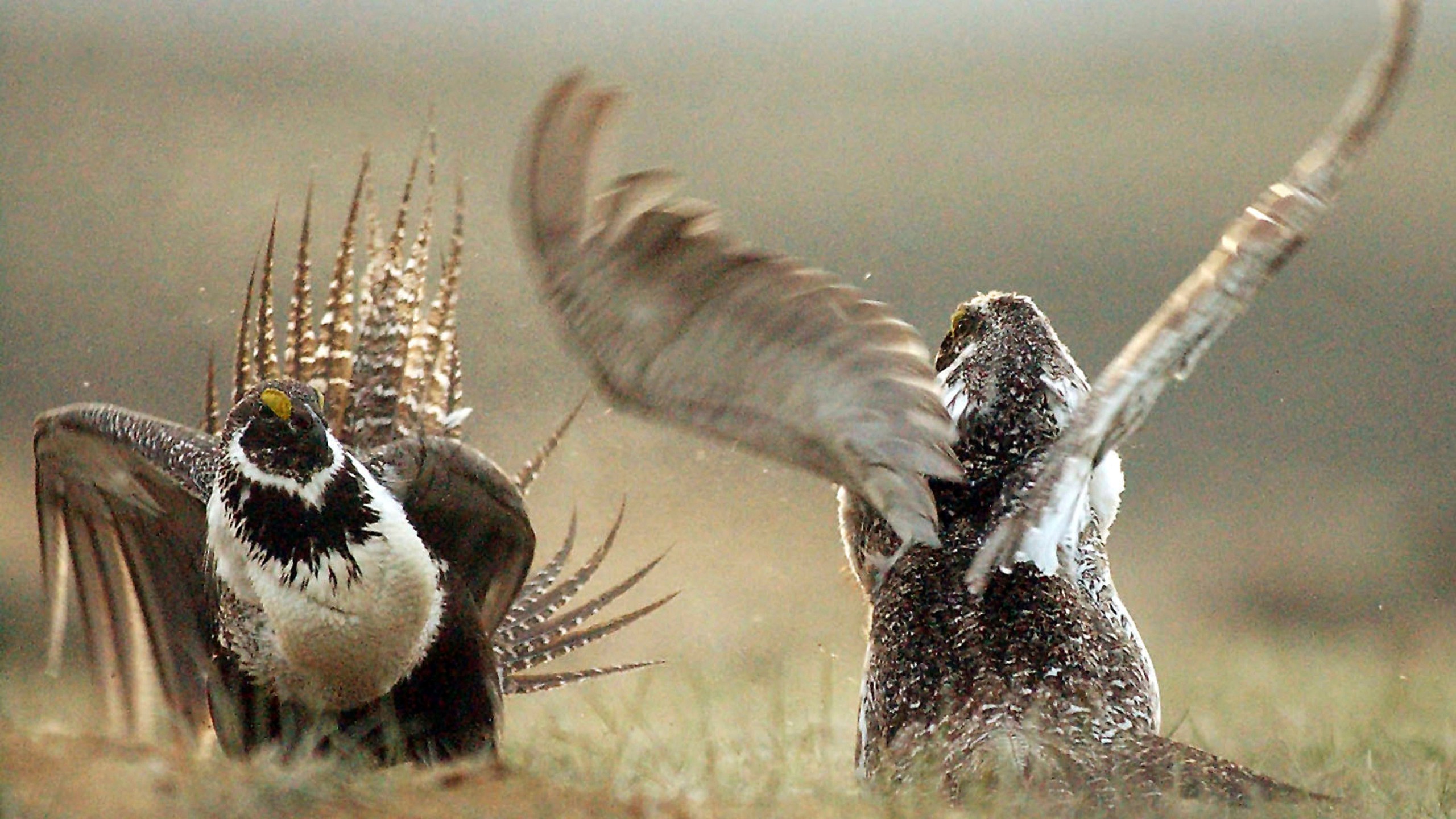 FILE - In this May 9, 2008, file photo, male sage grouses fight for the attention of females southwest of Rawlins, Wyo. (Jerret Raffety/The Rawlins Daily Times via AP)