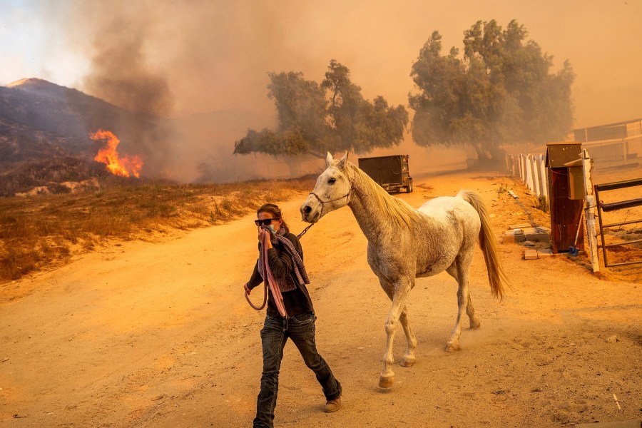 Tiffany Hobelman leads Koshan from an enclosure at Swanhill Farms as the Mountain Fire burns in Moorpark, Calif., Nov. 7, 2024. (AP Photo/Noah Berger)