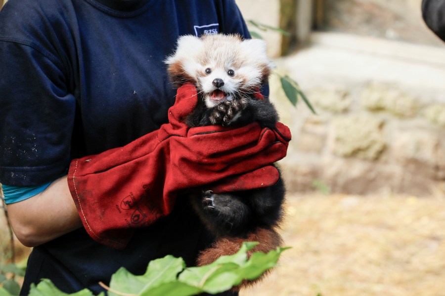 This photo provided by Royal Zoological Society of Scotland on Thursday, Nov. 14, 2024 shows red panda Roxie as zookeepers in Scotland have blamed pyrotechnics from annual Bonfire Night celebrations for the death of the baby red panda. (Royal Zoological Society of Scotland via AP)