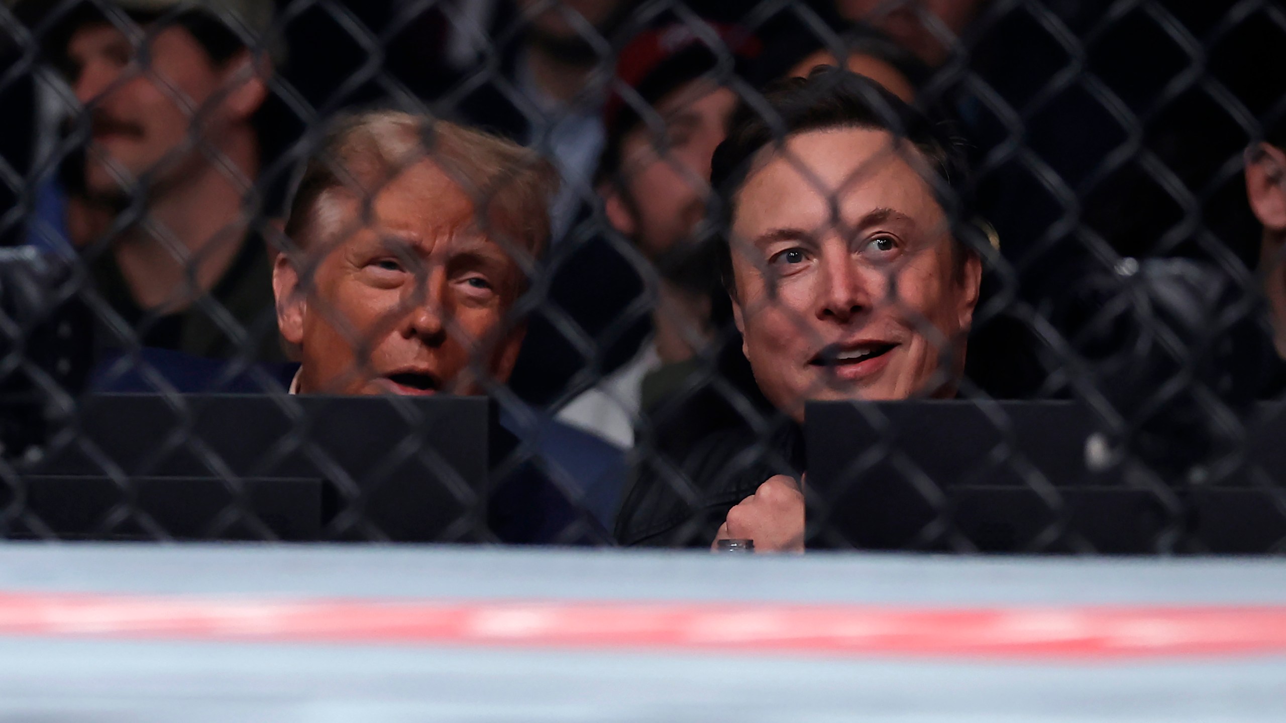 President-elect Donald Trump looks on with Elon Musk, right, at a UFC 309 mixed martial arts flyweight title bout, Saturday, Nov. 16, 2024, in New York. (AP Photo/Adam Hunger)