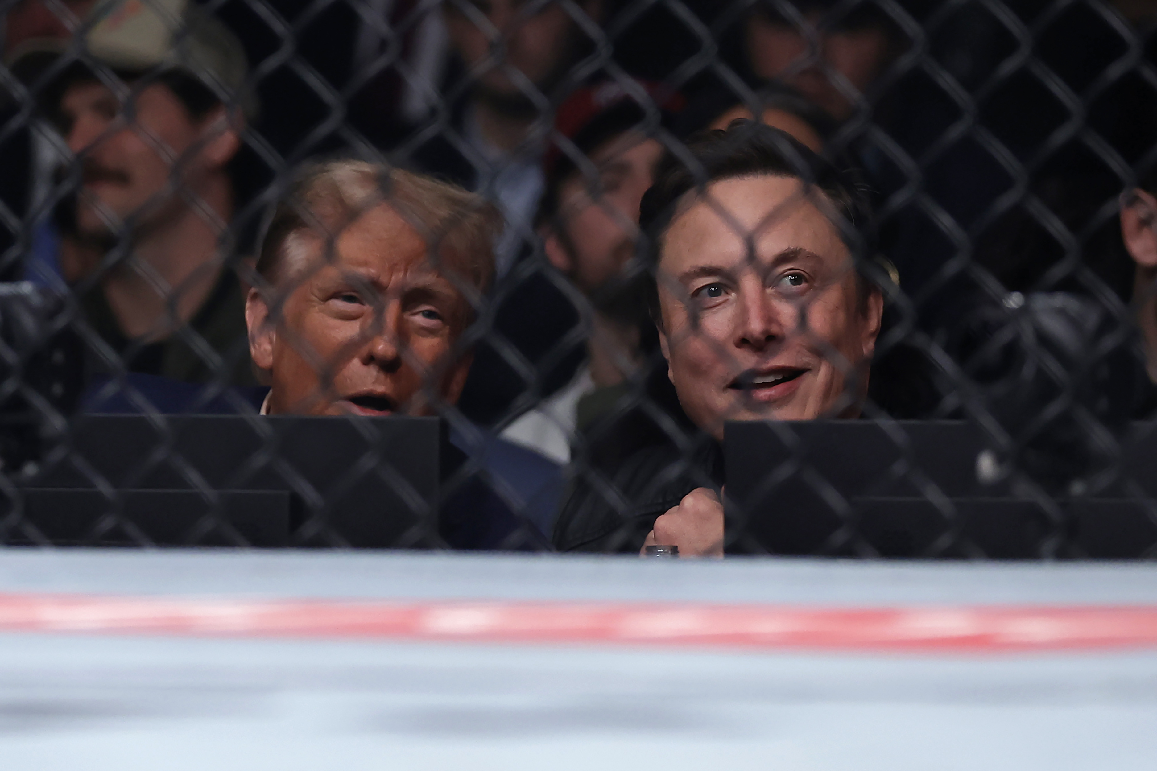 President-elect Donald Trump looks on with Elon Musk, right, at a UFC 309 mixed martial arts flyweight title bout, Saturday, Nov. 16, 2024, in New York. (AP Photo/Adam Hunger)