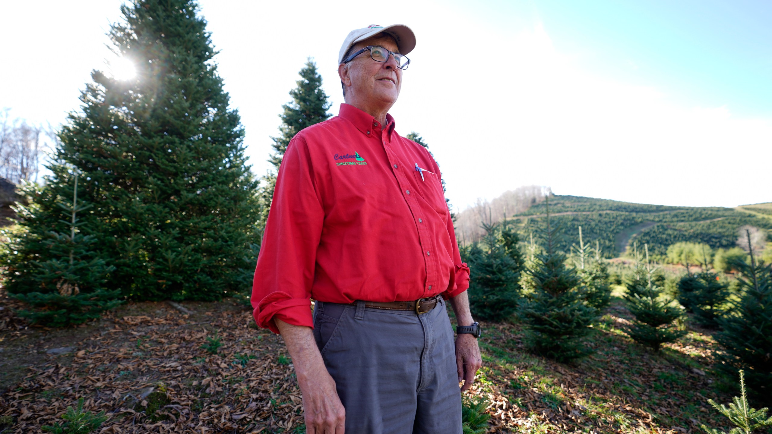 Sam Cartner Jr., co-owner of Cartner's Christmas Tree Farm, poses for a photo next to the official White House Christmas tree, a 20-foot Fraser fir, Wednesday, Nov. 13, 2024, in Newland, N.C. (AP Photo/Erik Verduzco)