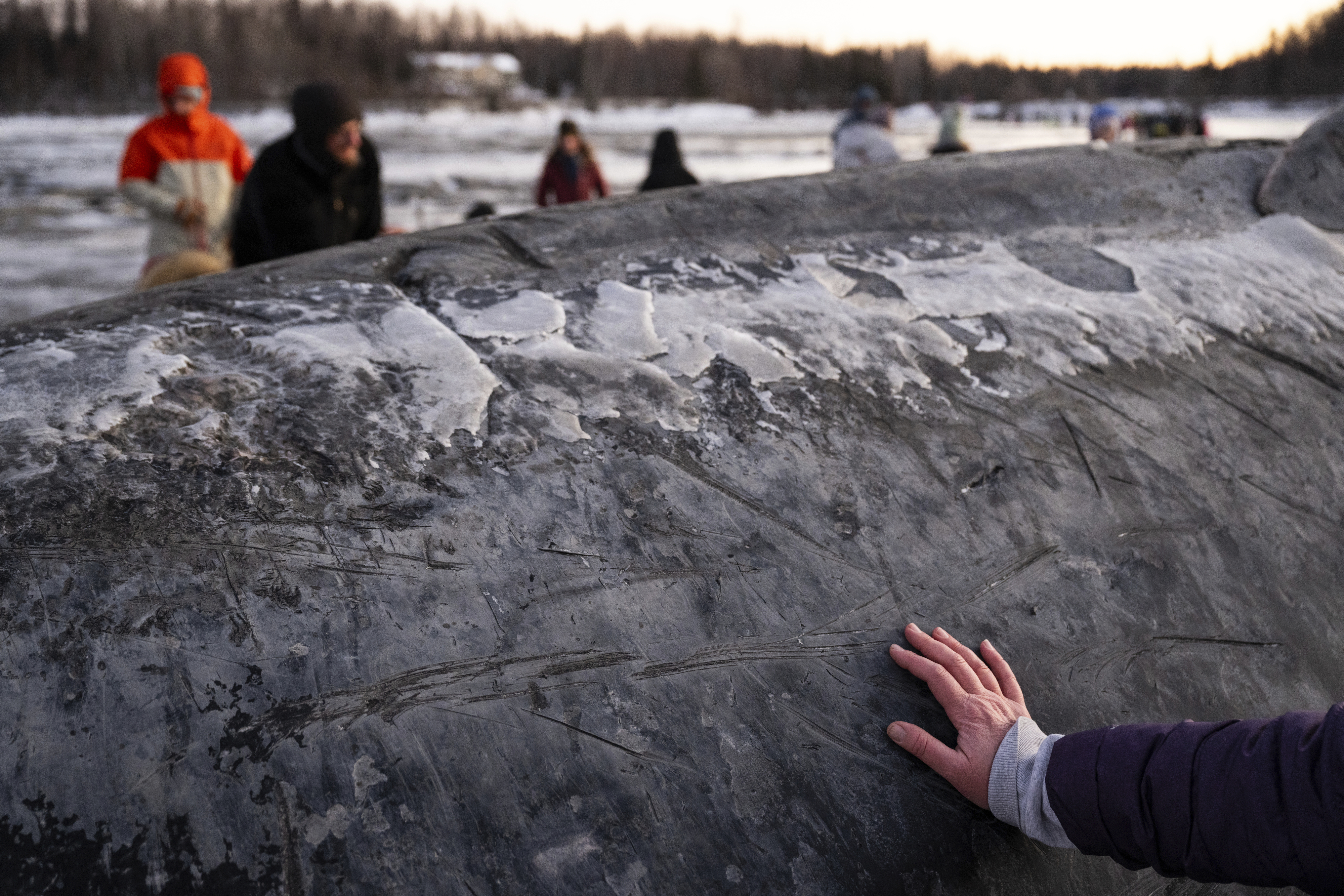 A visitor touches the skin of a fin whale carcass on the coastal mudflats near Anchorage, Alaska, Monday, Nov. 18, 2024. (Marc Lester/Anchorage Daily News via AP)