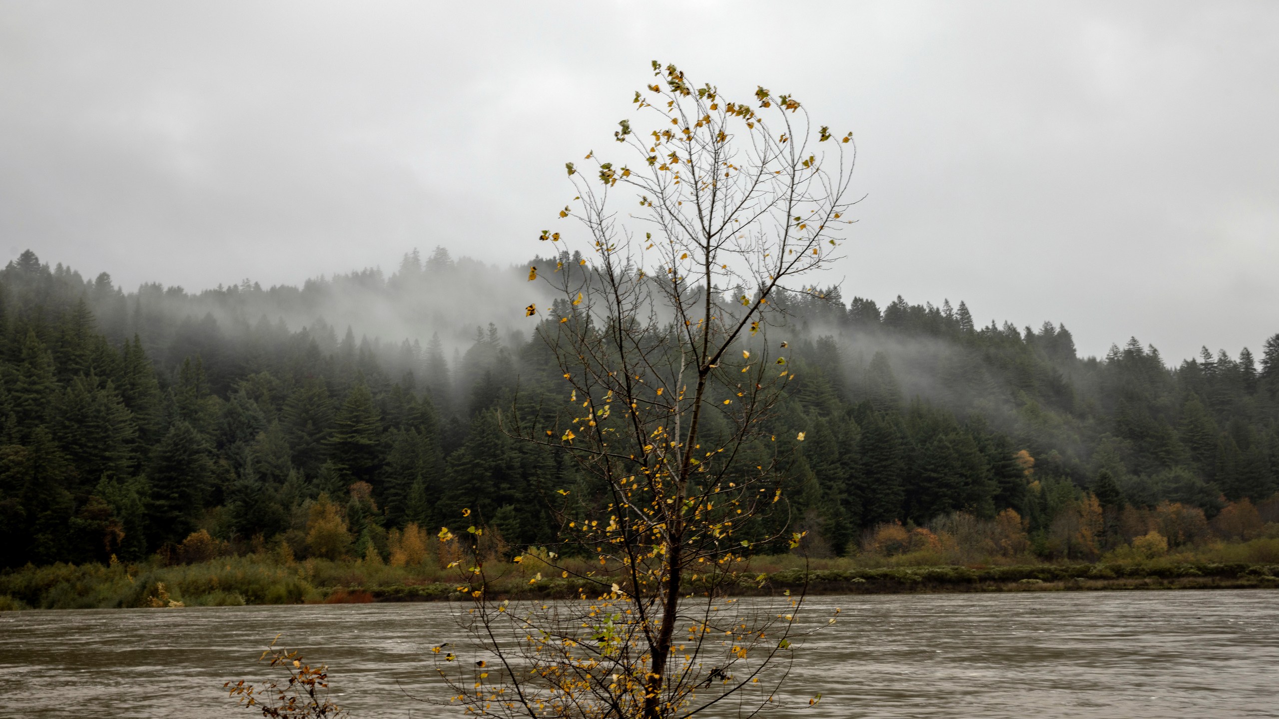 A tree stands amongst running water along the swollen Eel River near Scotia, Calif., Thursday, Nov. 21, 2024. (Stephen Lam/San Francisco Chronicle via AP)