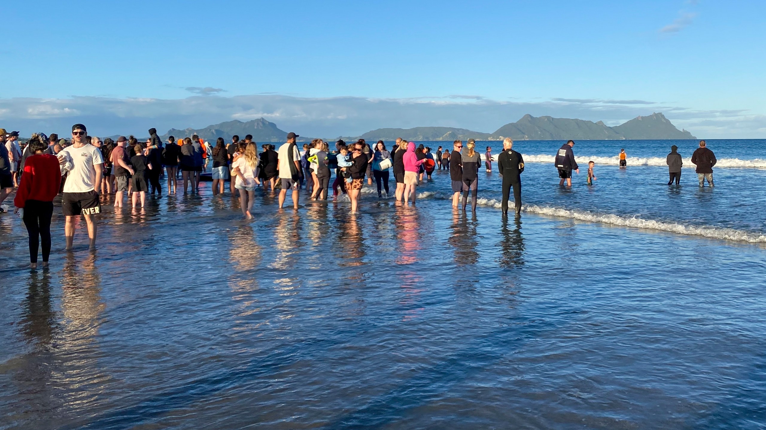 Rescuers stand in the water as they help refloat stranded pilot whales on Ruakākā Beach in northland, New Zealand, Sunday, Nov. 24, 2024. (Nikki Hartley/New Zealand Department Of Conservation via AP)