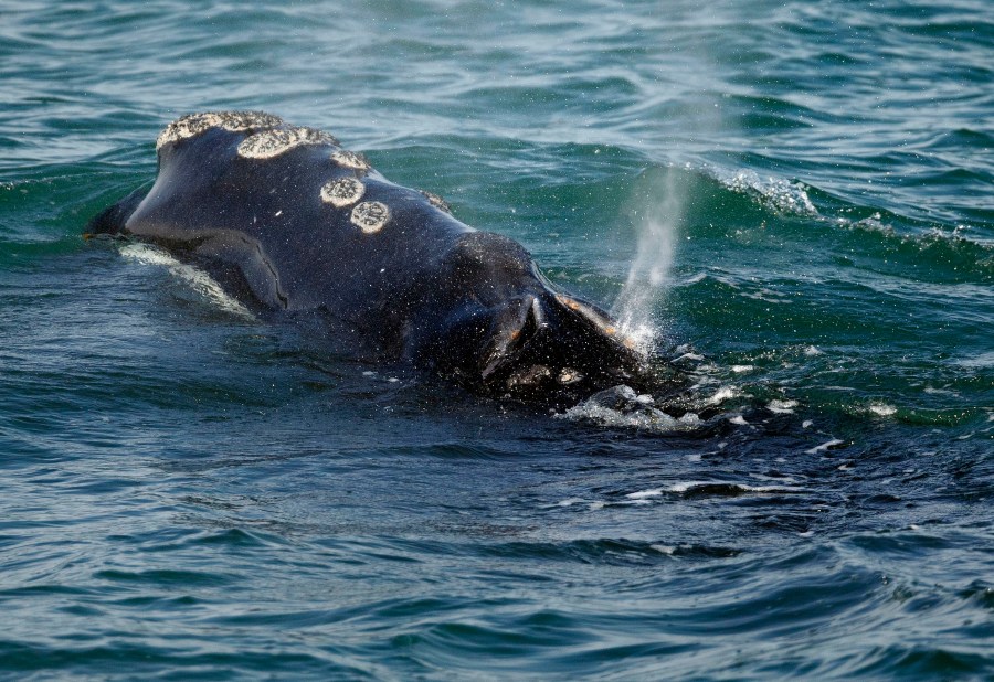 FILE - A North Atlantic right whale feeds on the surface of Cape Cod bay off the coast of Plymouth, Mass., March 28, 2018. (AP Photo/Michael Dwyer, File)