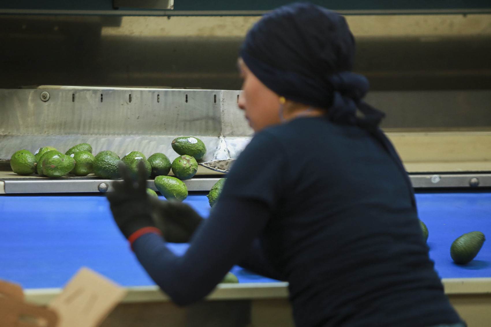 A worker sorts avocados at a packing plant in Uruapan, Mexico, Wednesday, Nov. 27, 2024. (AP Photo/Armando Solis)