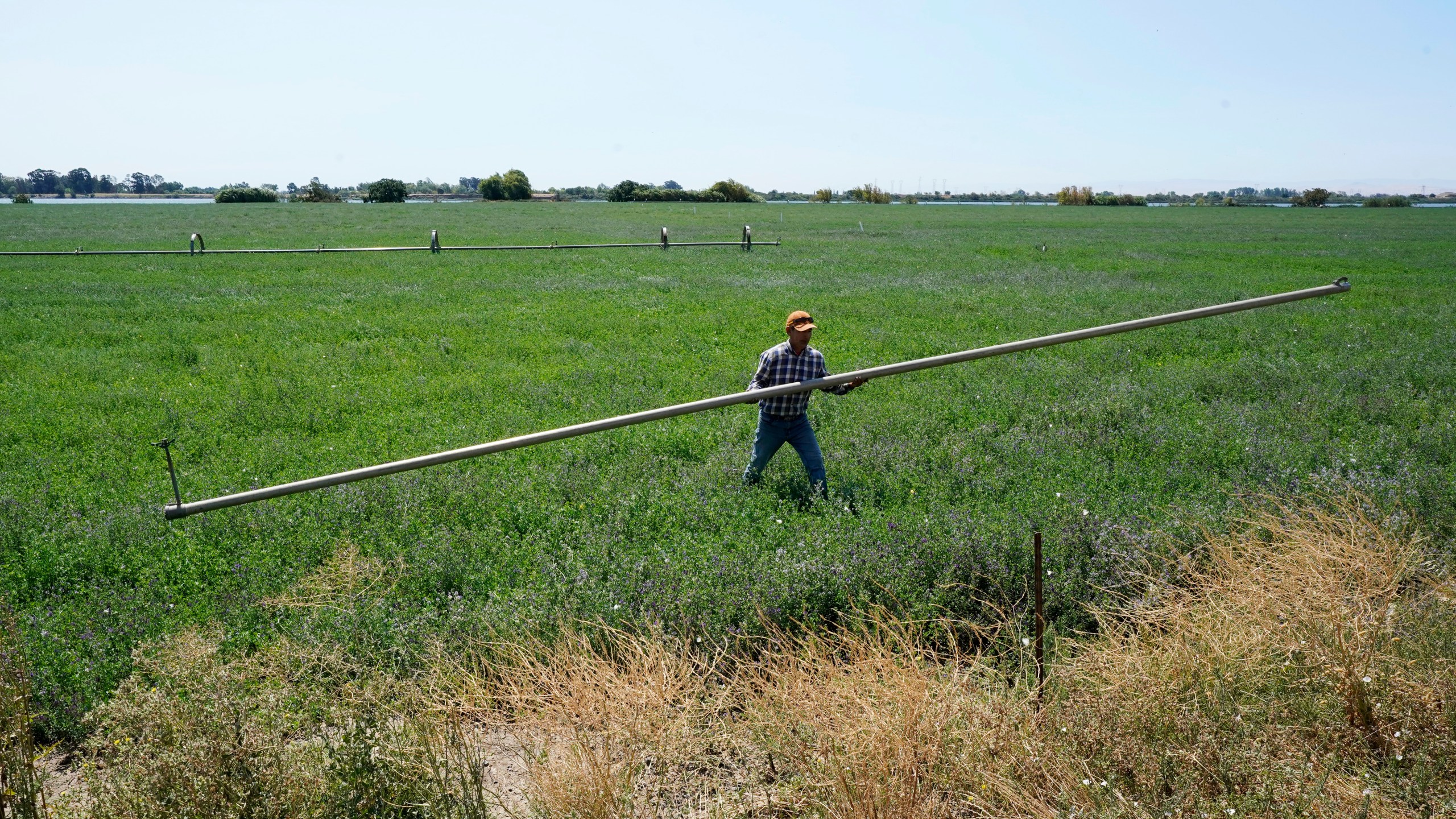 FILE - Walter Fernandez moves irrigation pipes on an alfalfa field belonging to Al Medvitz in Rio Vista, Calif., July 25, 2022. (AP Photo/Rich Pedroncelli, File)