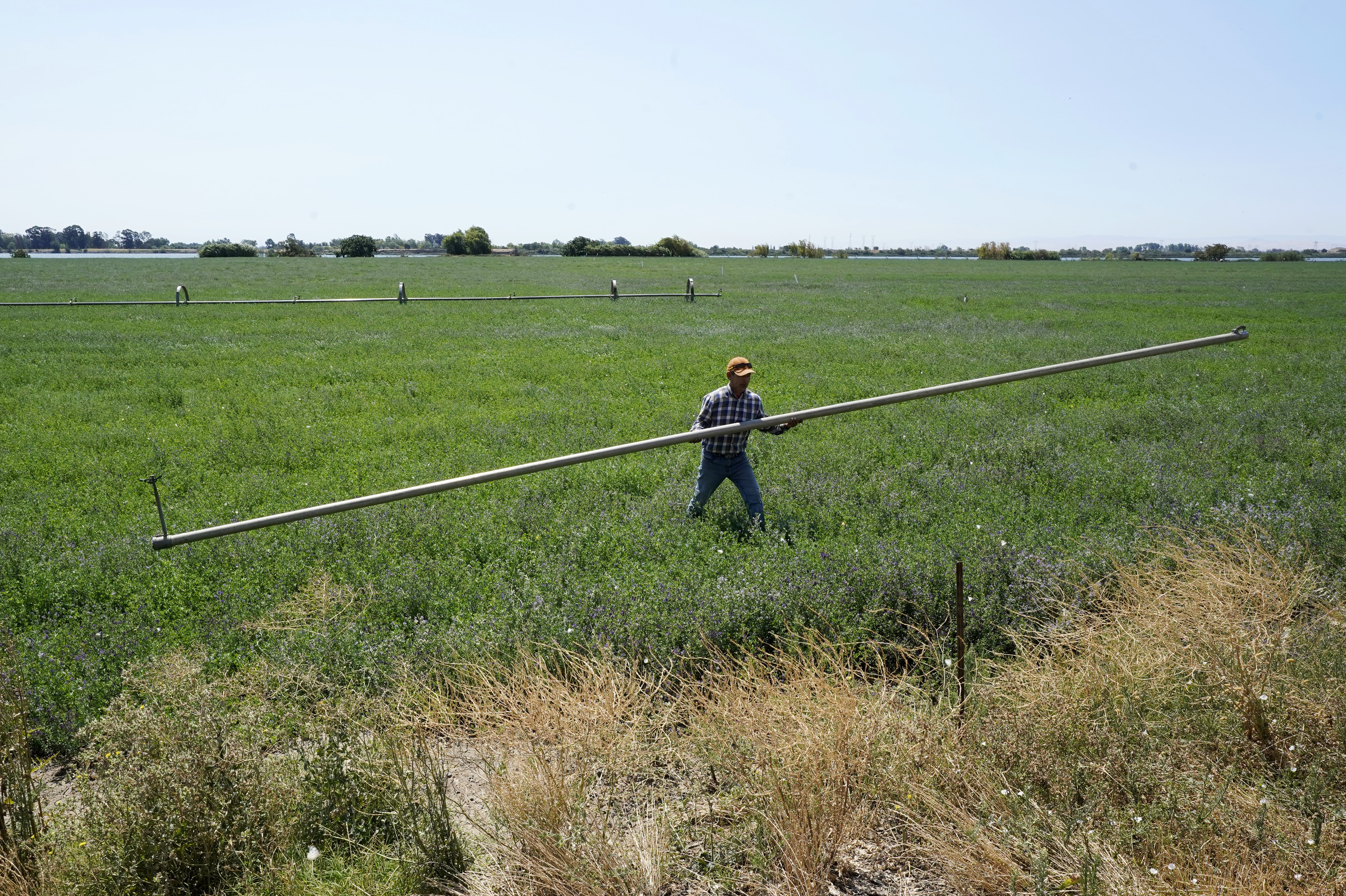 FILE - Walter Fernandez moves irrigation pipes on an alfalfa field belonging to Al Medvitz in Rio Vista, Calif., July 25, 2022. (AP Photo/Rich Pedroncelli, File)