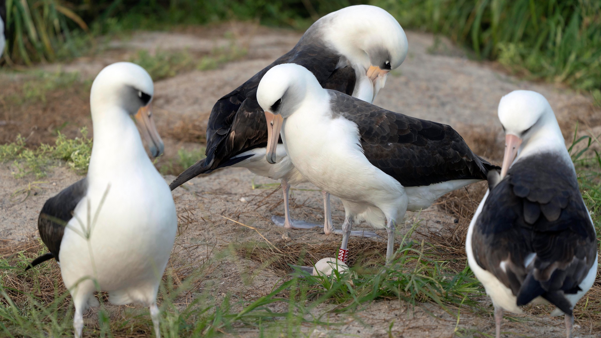 Wisdom, the legendary Laysan albatross or mōlī, stands at center over her recently laid egg with other seabirds around the ground nest on Midway Atoll National Wildlife Refuge, Wednesday, Nov. 27, 2024 in Honolulu. (Dan Rapp/USFWS via AP)