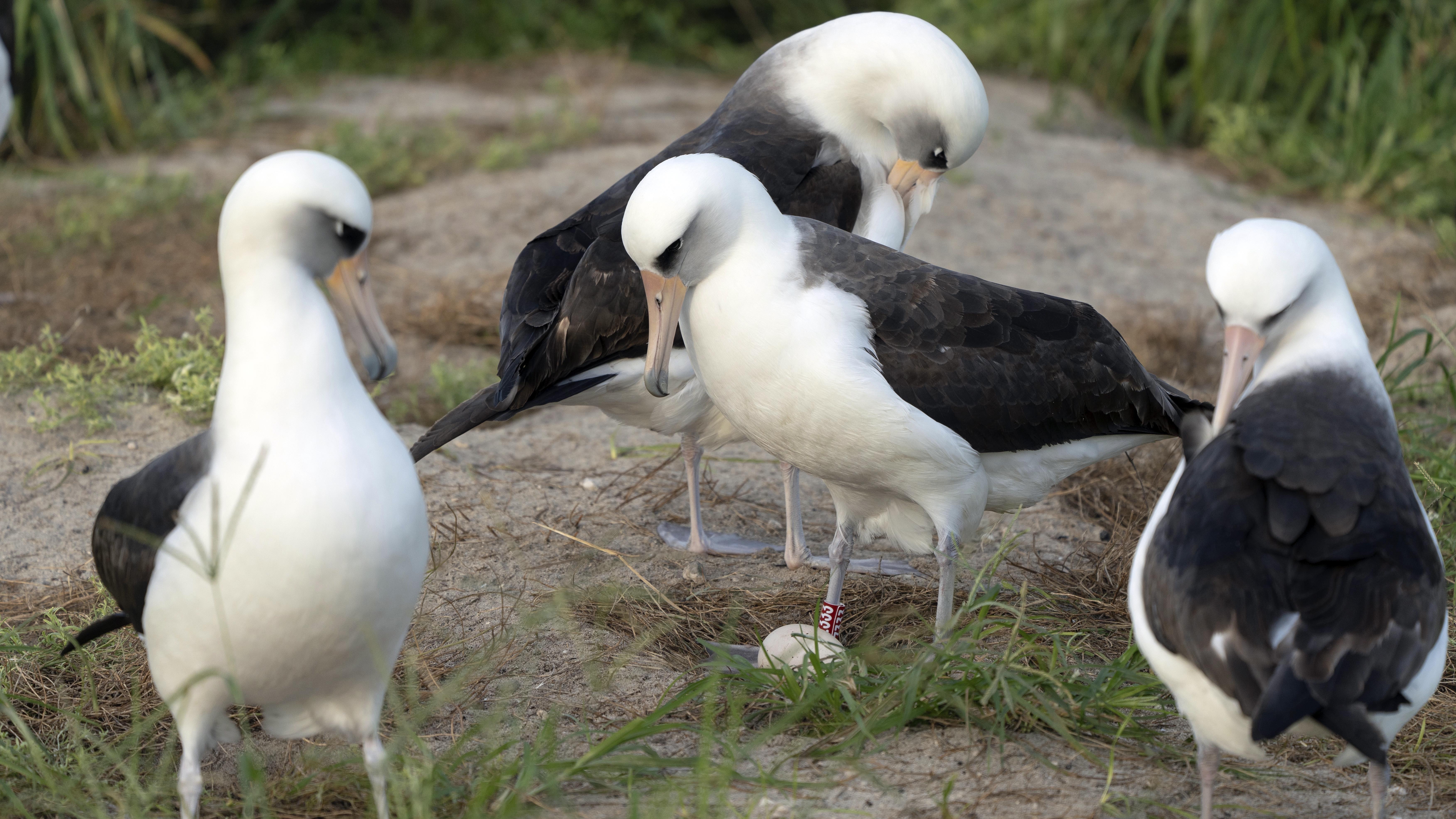 Wisdom, the legendary Laysan albatross or mōlī, stands at center over her recently laid egg with other seabirds around the ground nest on Midway Atoll National Wildlife Refuge, Wednesday, Nov. 27, 2024 in Honolulu. (Dan Rapp/USFWS via AP)