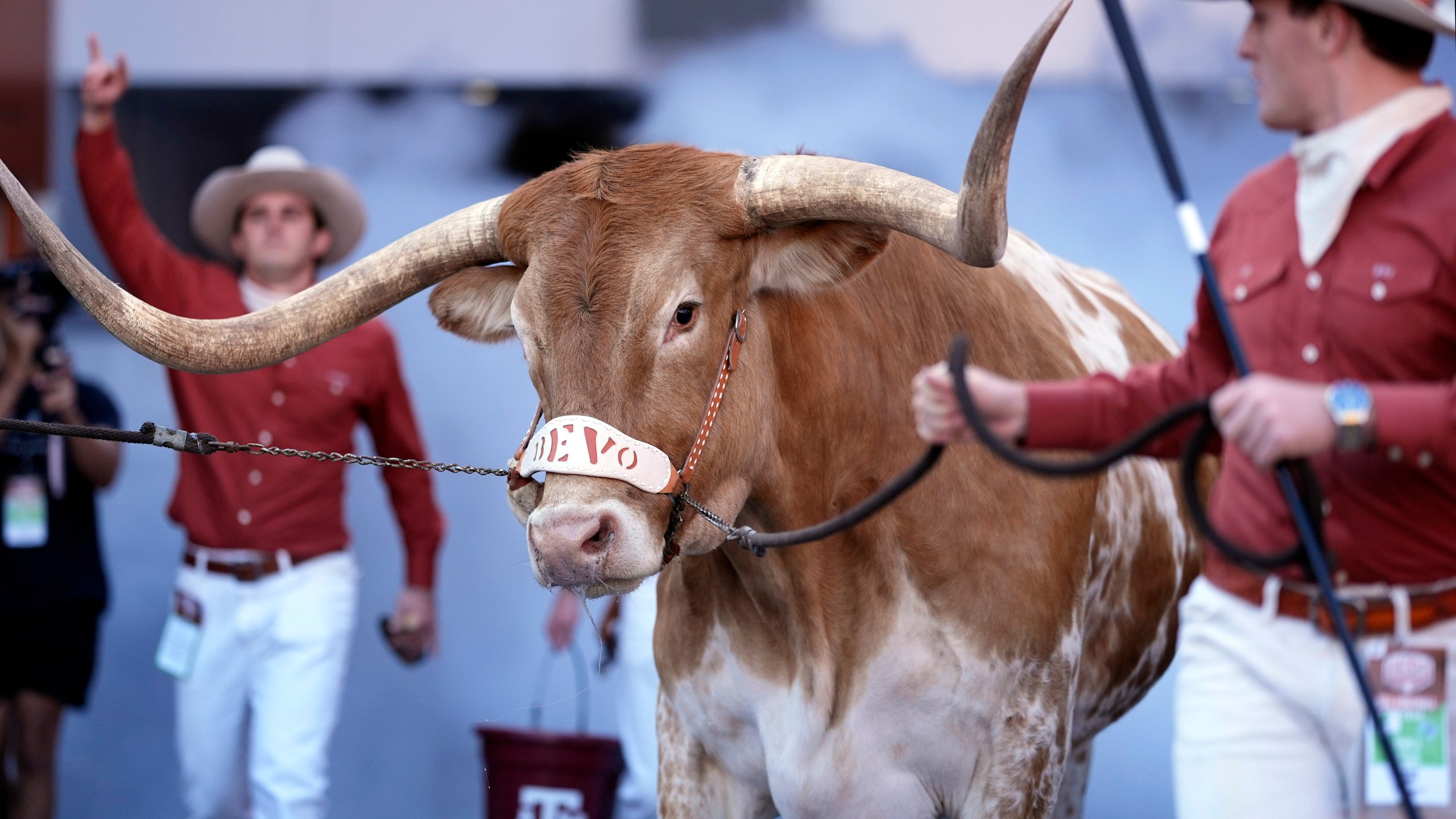 FILE - Texas mascot Bevo, center, is walked to the field before an NCAA college football game between Texas and Florida in Austin, Texas, Nov. 9, 2024. (AP Photo/Eric Gay, File)