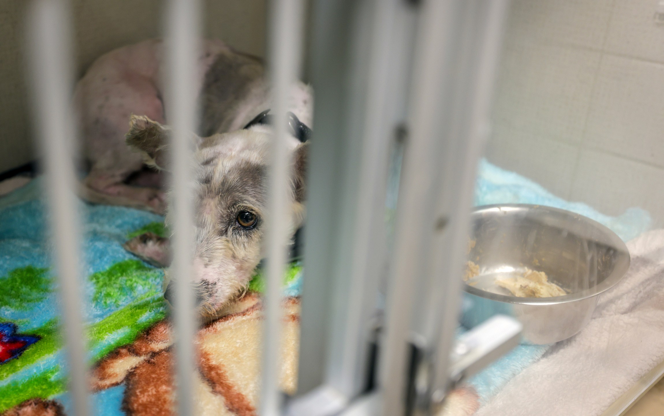 Scrim rests in a kennel at the Metairie Small Animal Hospital in Metairie, La. on Thursday, Oct. 24, 2024. (Brett Duke/The New Orleans Advocate via AP)