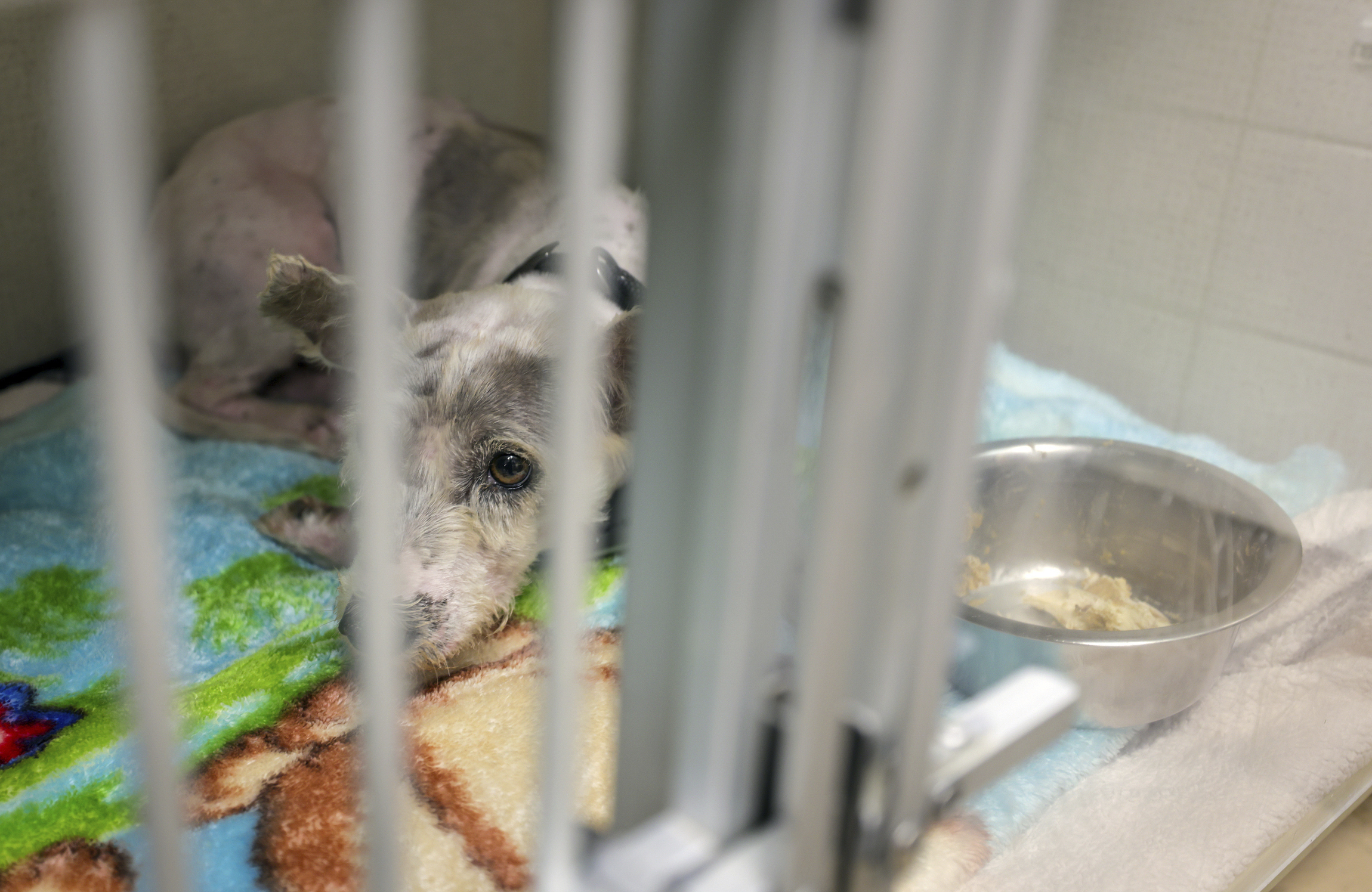 Scrim rests in a kennel at the Metairie Small Animal Hospital in Metairie, La. on Thursday, Oct. 24, 2024. (Brett Duke/The New Orleans Advocate via AP)