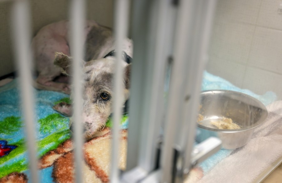 Scrim rests in a kennel at the Metairie Small Animal Hospital in Metairie, La. on Thursday, Oct. 24, 2024. (Brett Duke/The New Orleans Advocate via AP)