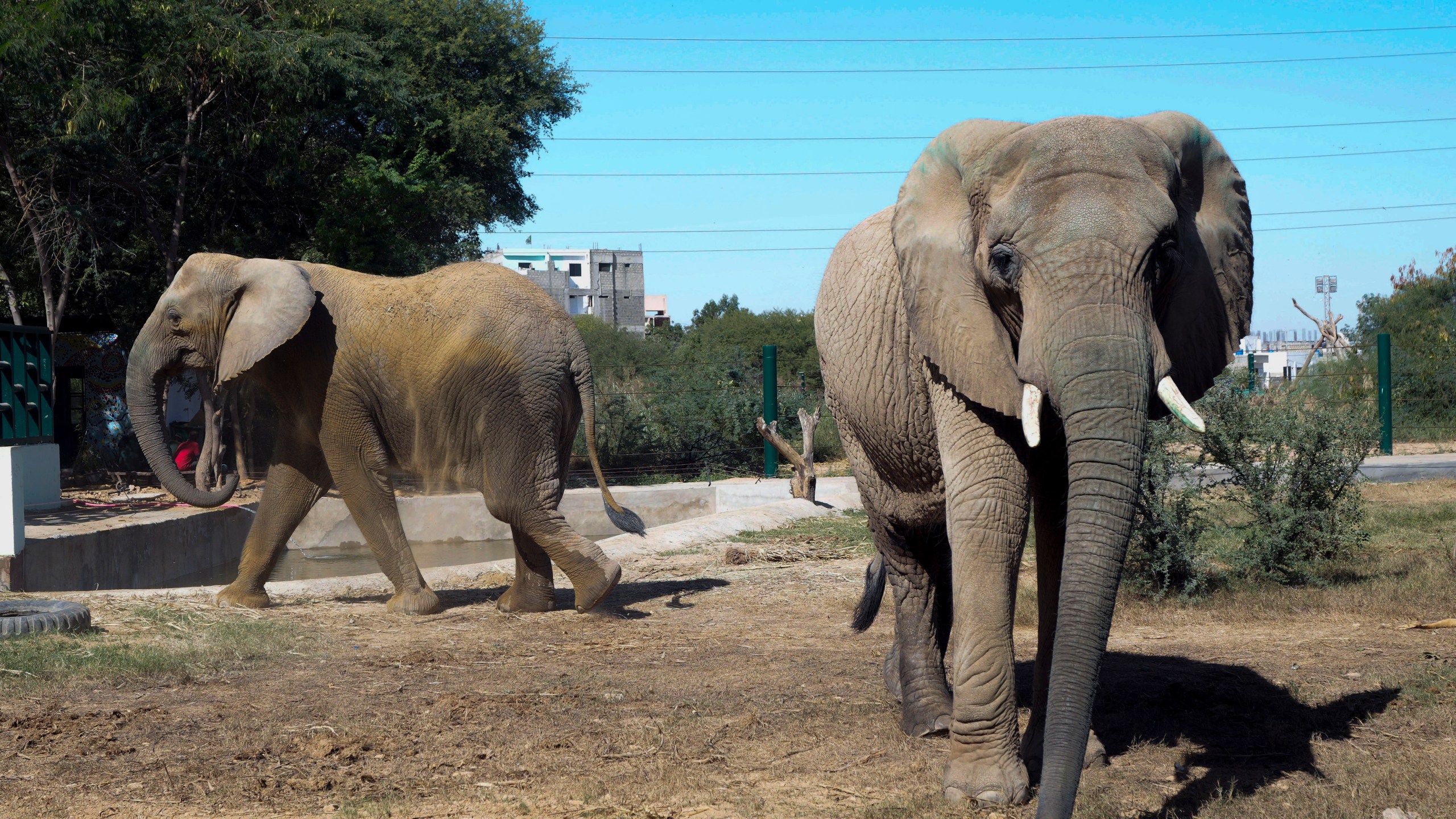 Elephants are seen at the safari park in Karachi, Pakistan, Sunday, Dec. 8, 2024. (AP Photo/Fareed Khan)