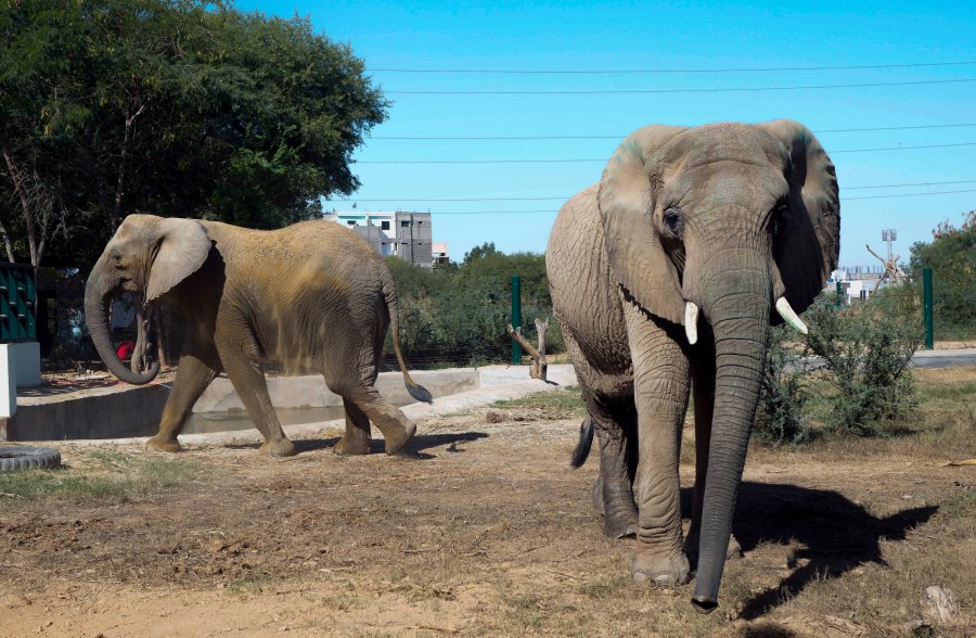 Elephants are seen at the safari park in Karachi, Pakistan, Sunday, Dec. 8, 2024. (AP Photo/Fareed Khan)