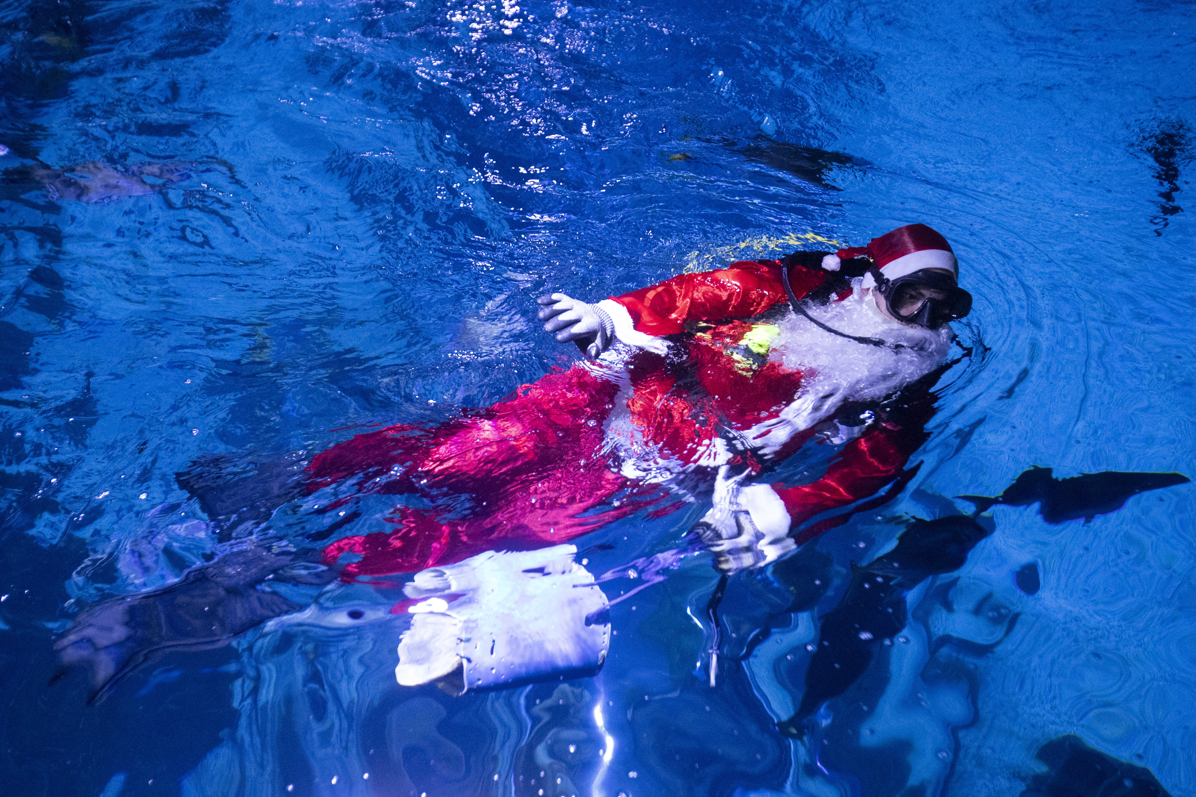 Diver Felipe Luna, dressed in a Santa Claus suit, swims inside a tank at the AquaRio Marine Aquarium as part of an annual Christmas tradition, in Rio de Janeiro, Saturday, Dec. 21, 2024. (AP Photo/ Bruna Prado)