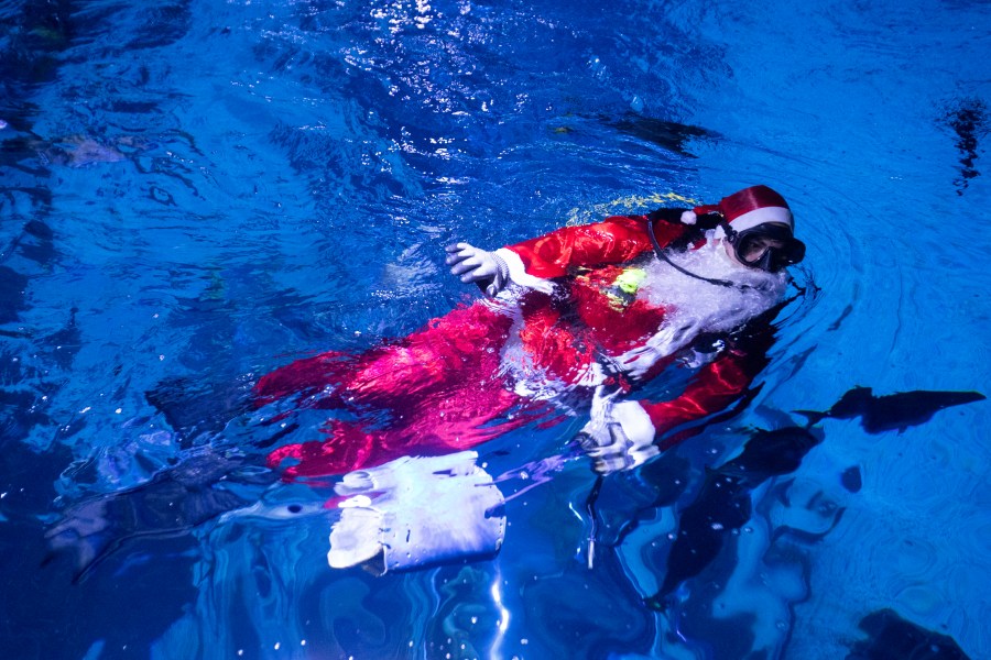 Diver Felipe Luna, dressed in a Santa Claus suit, swims inside a tank at the AquaRio Marine Aquarium as part of an annual Christmas tradition, in Rio de Janeiro, Saturday, Dec. 21, 2024. (AP Photo/ Bruna Prado)