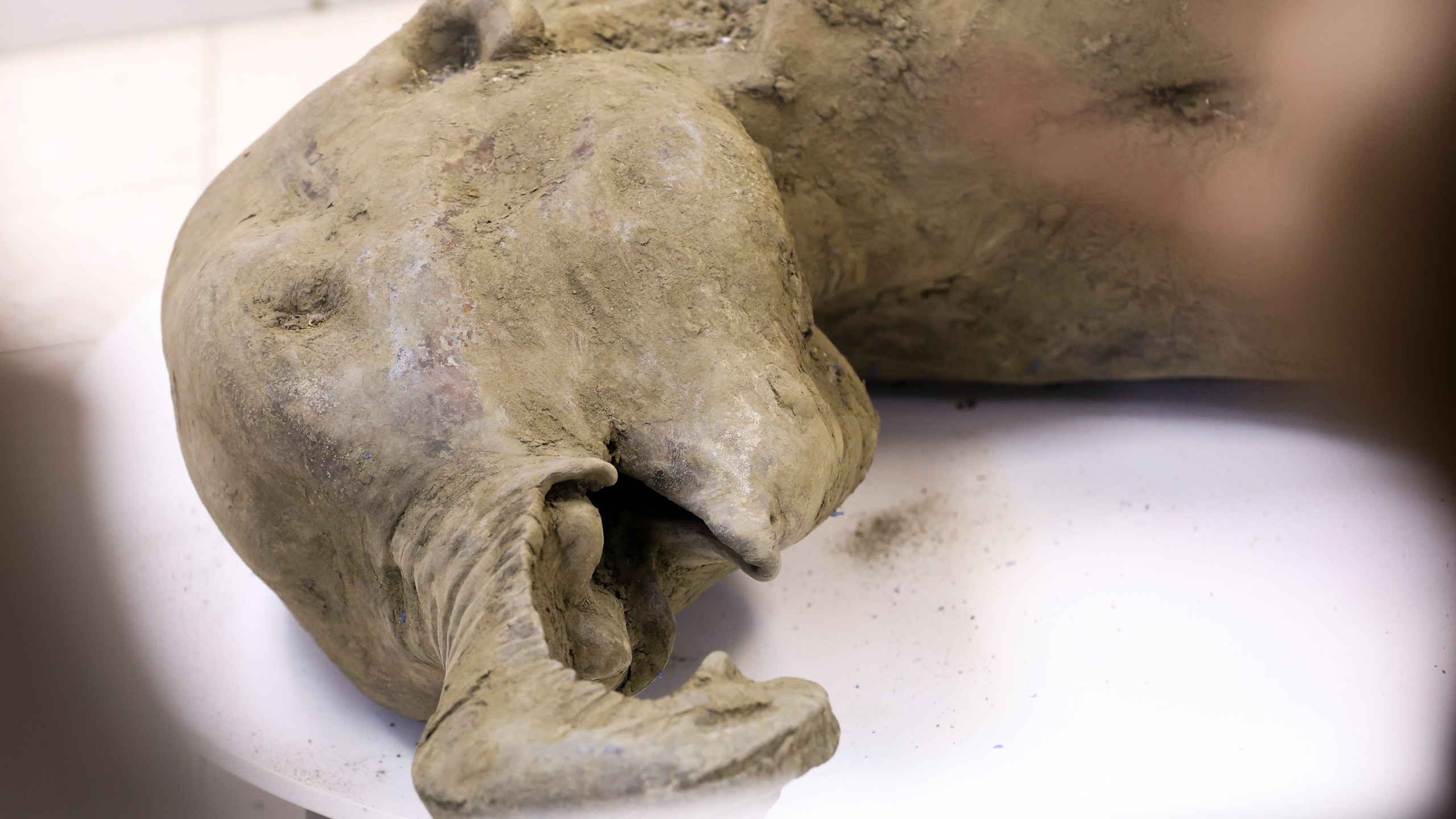 In this photo released by the Mammoth Museum at the Russian North-Eastern Federal University on Monday, Dec. 23, 2024, the remains of a 50,000-year-old baby mammoth uncovered by melting permafrost in Russia's Siberia, is displayed. (Michil Yakovlev, Mammoth Museum at the Russian North-Eastern Federal University telegram channel via AP)