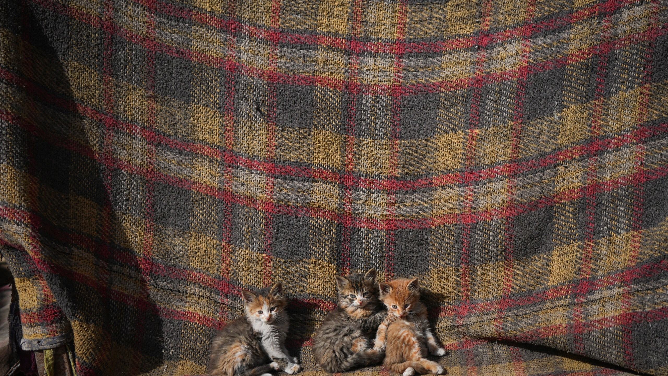 Three kittens sit outside a tent in a camp for internally displaced Palestinians at the beachfront in Deir al-Balah, central Gaza Strip, Friday Dec. 27, 2024.(AP Photo/Abdel Kareem Hana)