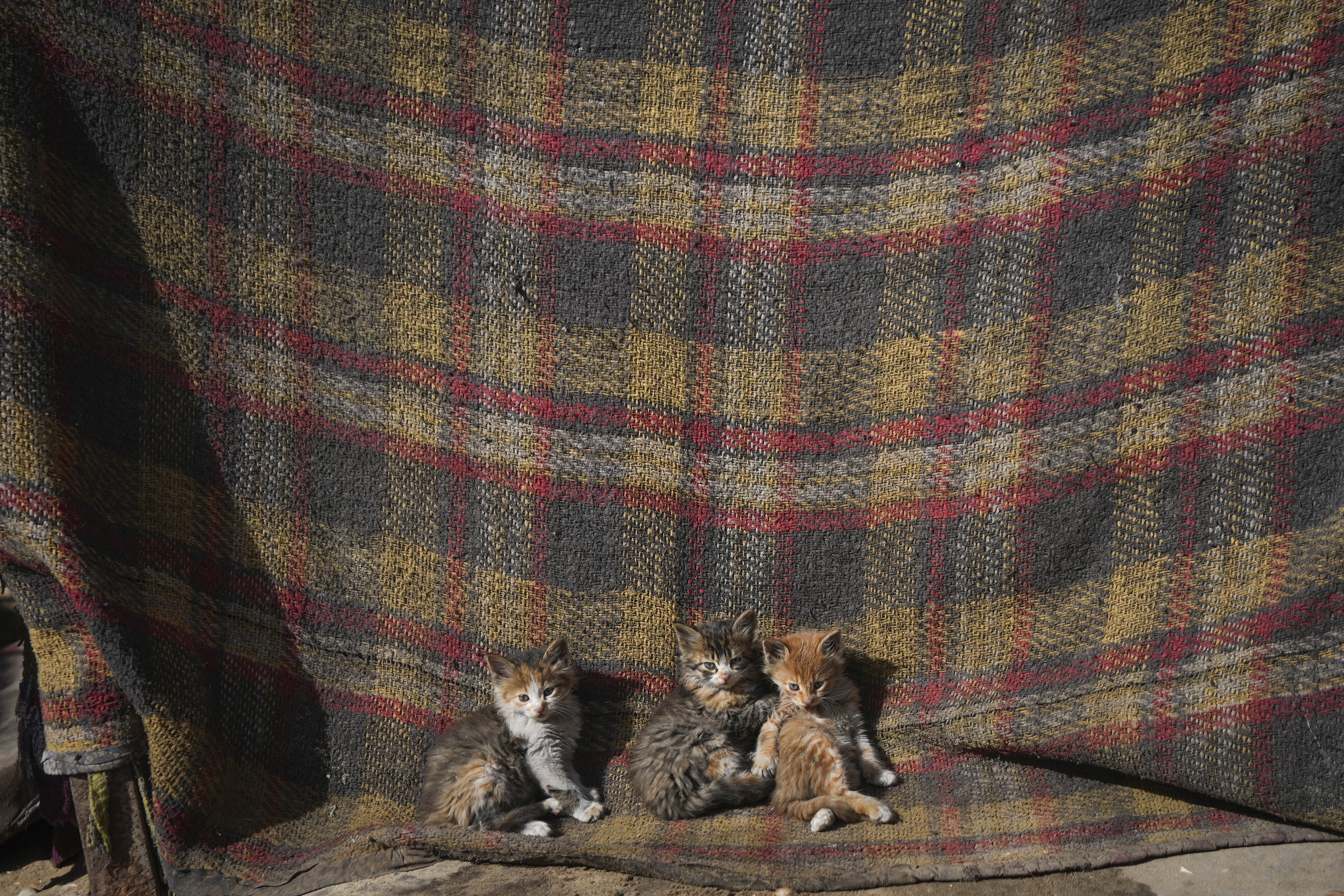 Three kittens sit outside a tent in a camp for internally displaced Palestinians at the beachfront in Deir al-Balah, central Gaza Strip, Friday Dec. 27, 2024.(AP Photo/Abdel Kareem Hana)