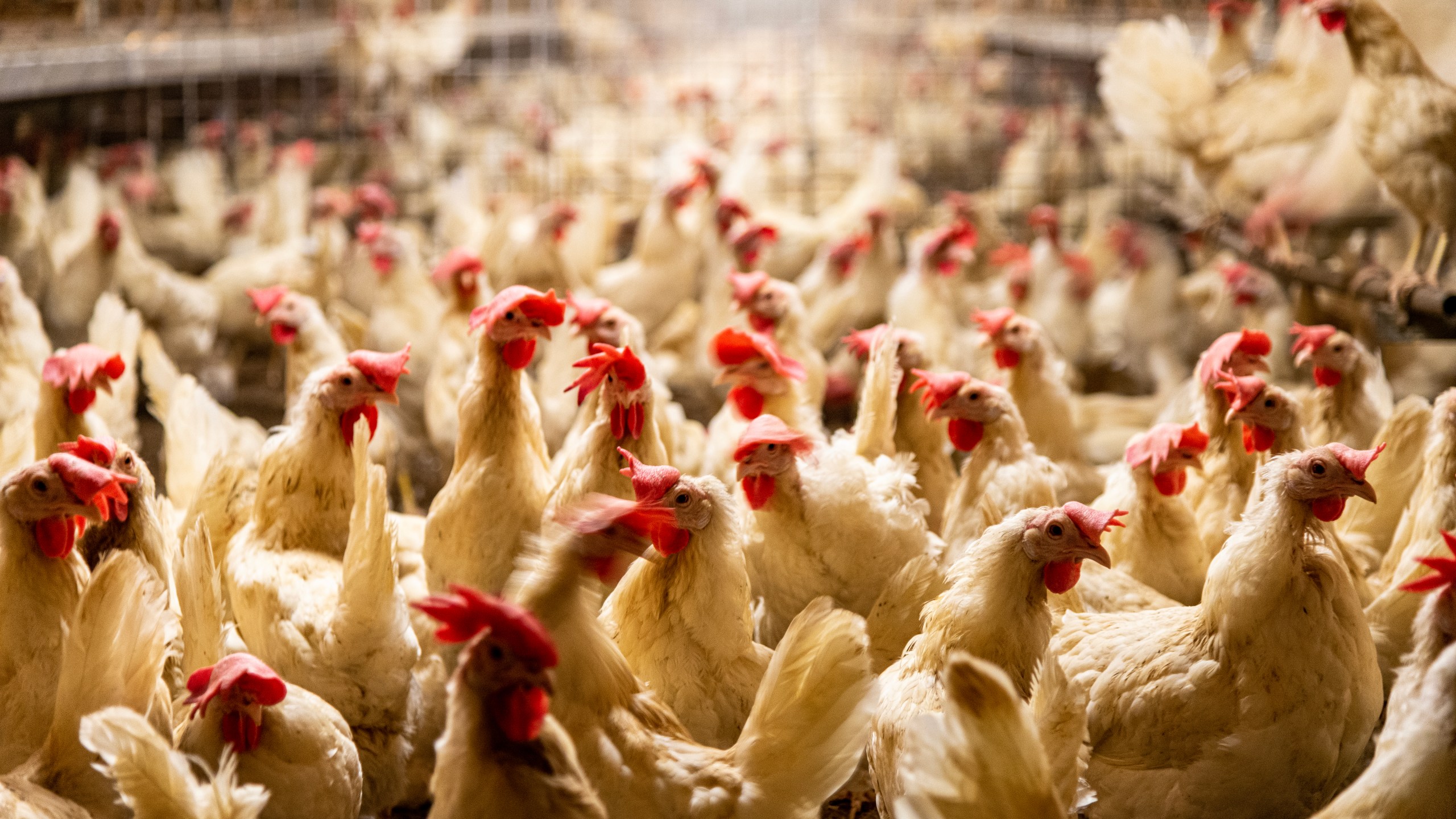 Interior of chicken farm with many white chickens