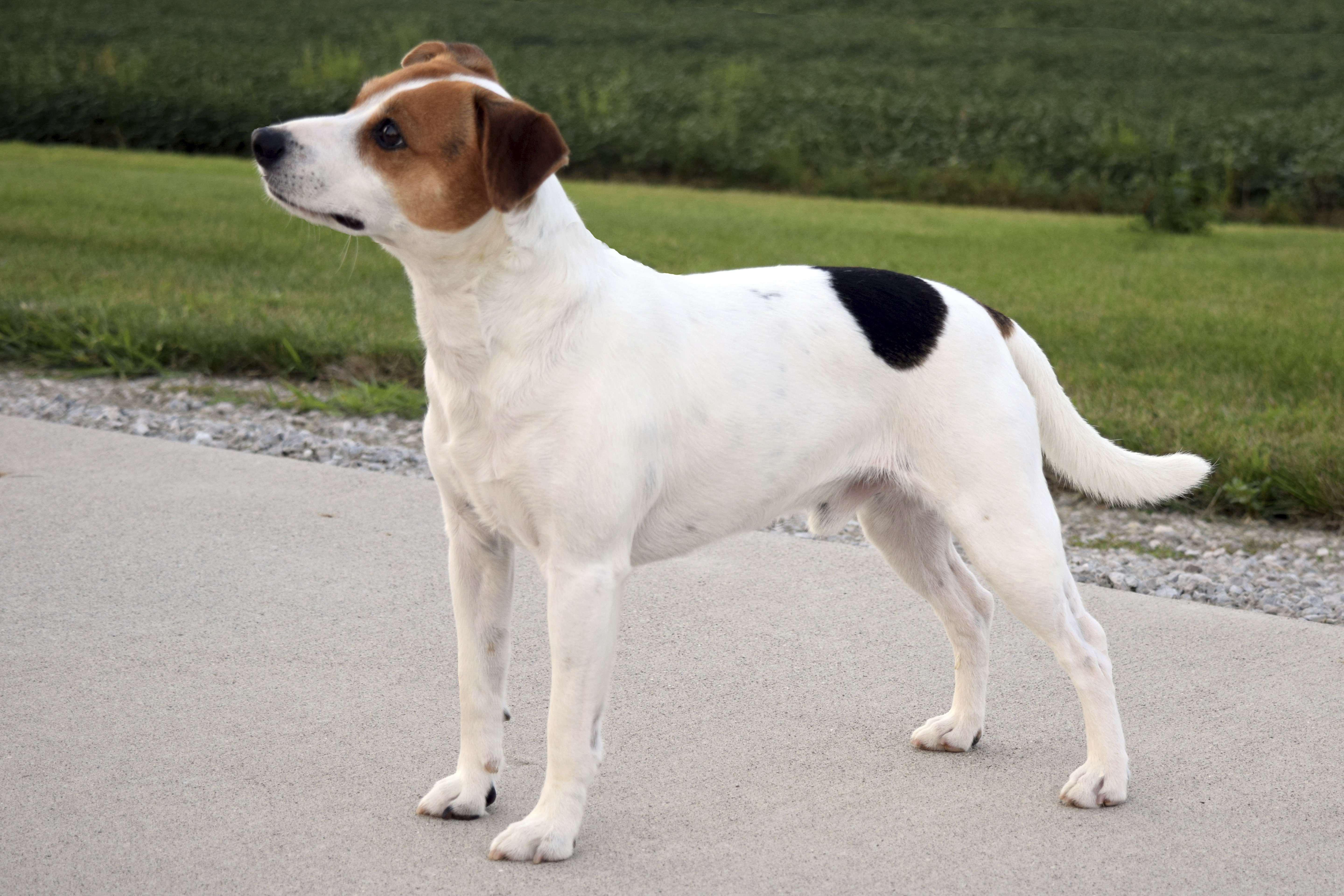 This image provided by the American Kennel Club shows a Danish-Swedish Farmdog standing outdoors, the latest dog in the American Kennel Club's lineup of recognized breeds. (Brooks H Mabry/American Kennel Club via AP)