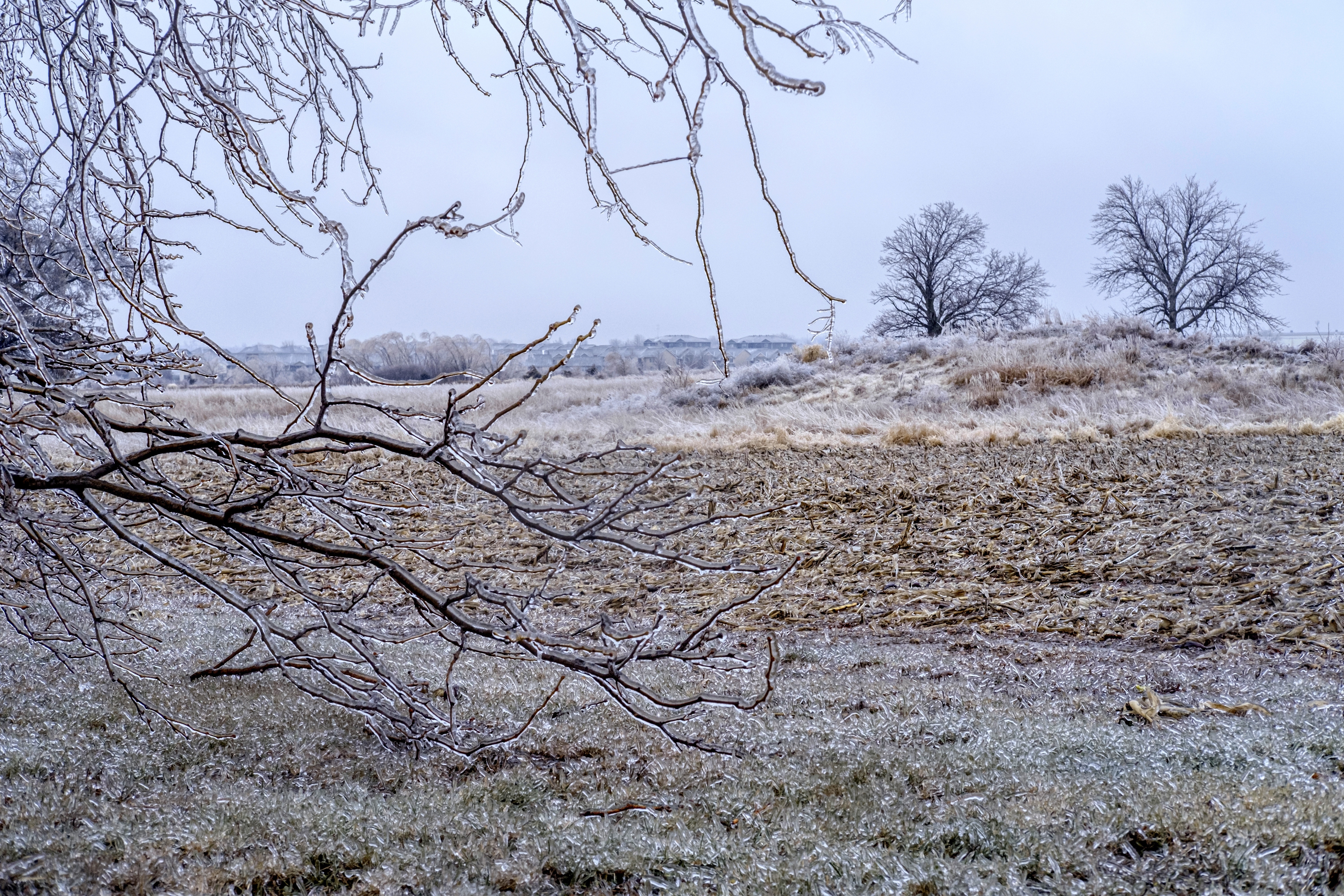 FILE - Ice accumulates on trees, grass and corn stalks in North Liberty, Iowa, Dec. 14, 2024. (Nick Rohlman/The Gazette via AP, File)