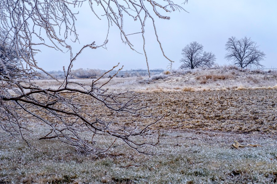 FILE - Ice accumulates on trees, grass and corn stalks in North Liberty, Iowa, Dec. 14, 2024. (Nick Rohlman/The Gazette via AP, File)